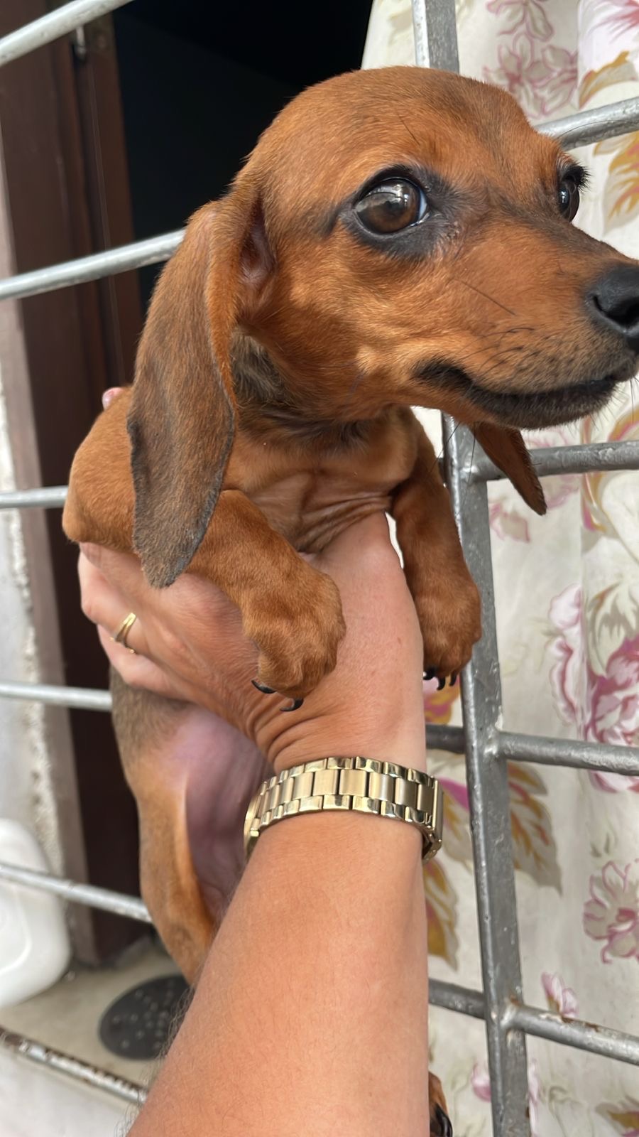 Portal Vendocão Dachshund/Salsicha Feira de Santana 