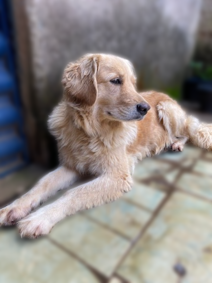 Portal Vendocão Golden Retriever - Oportunidade Aparecida de Goiânia