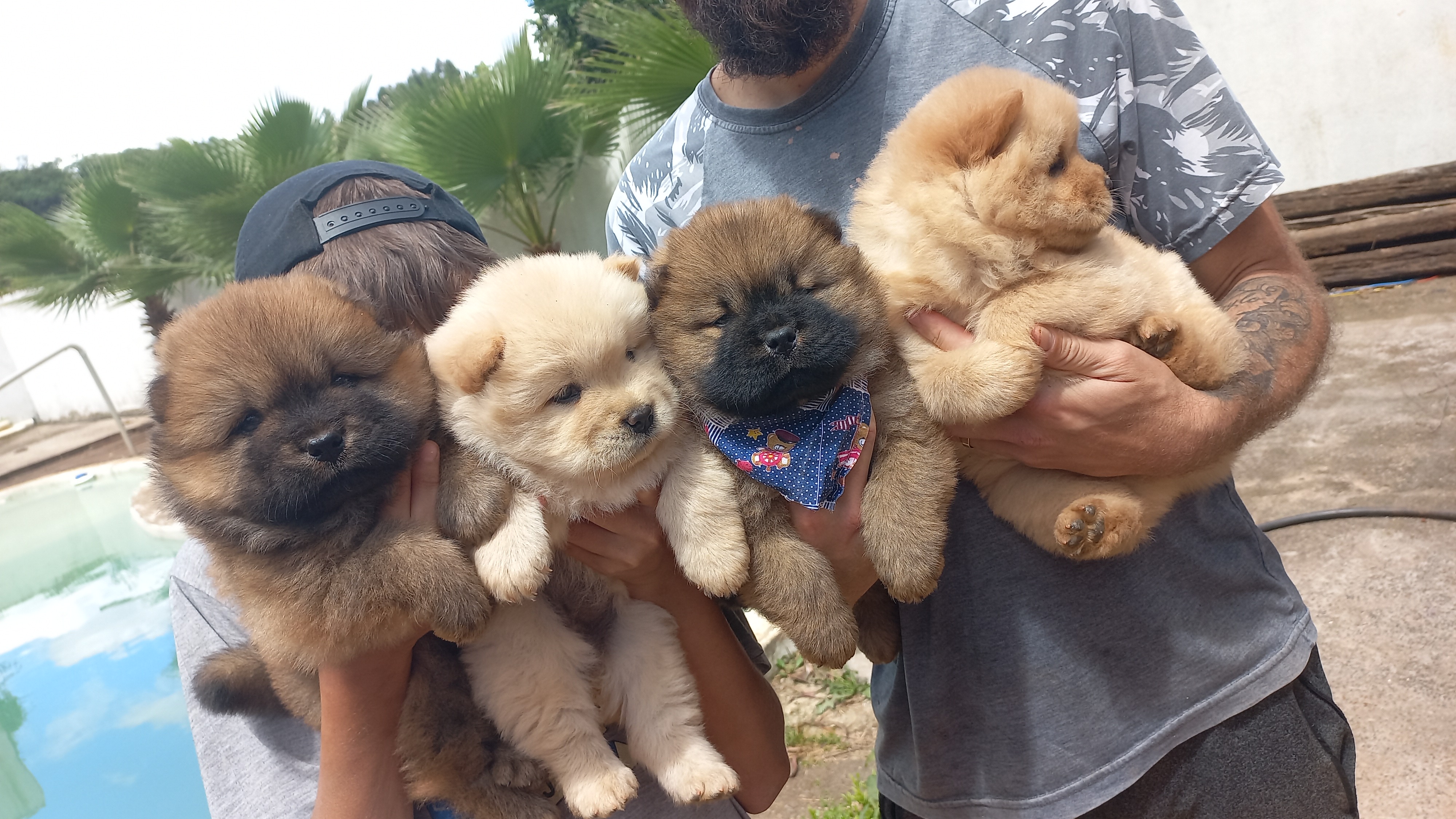 Chowchow filhotes