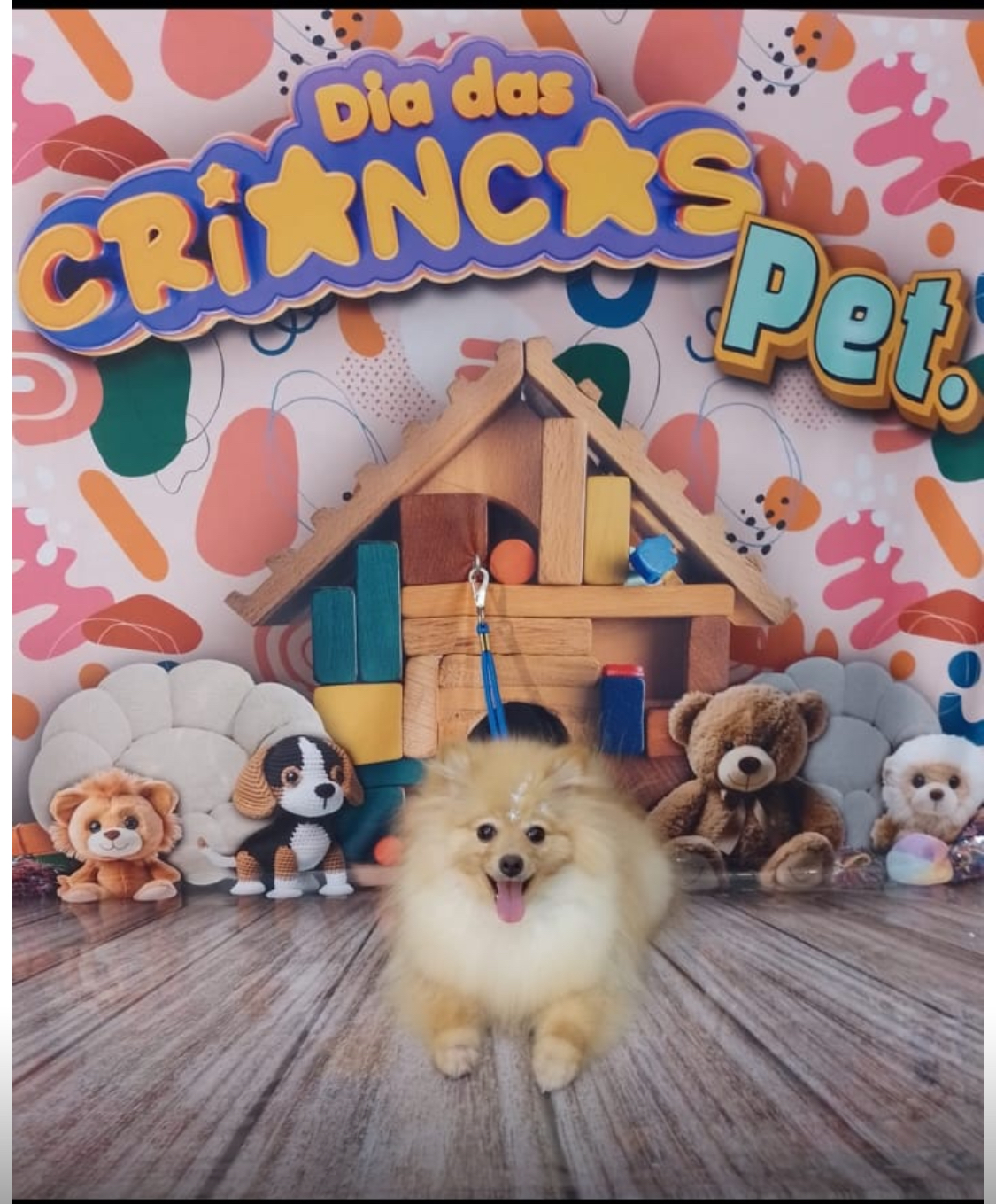 Portal Vendocão Lulu Pomerânia  Itapevi