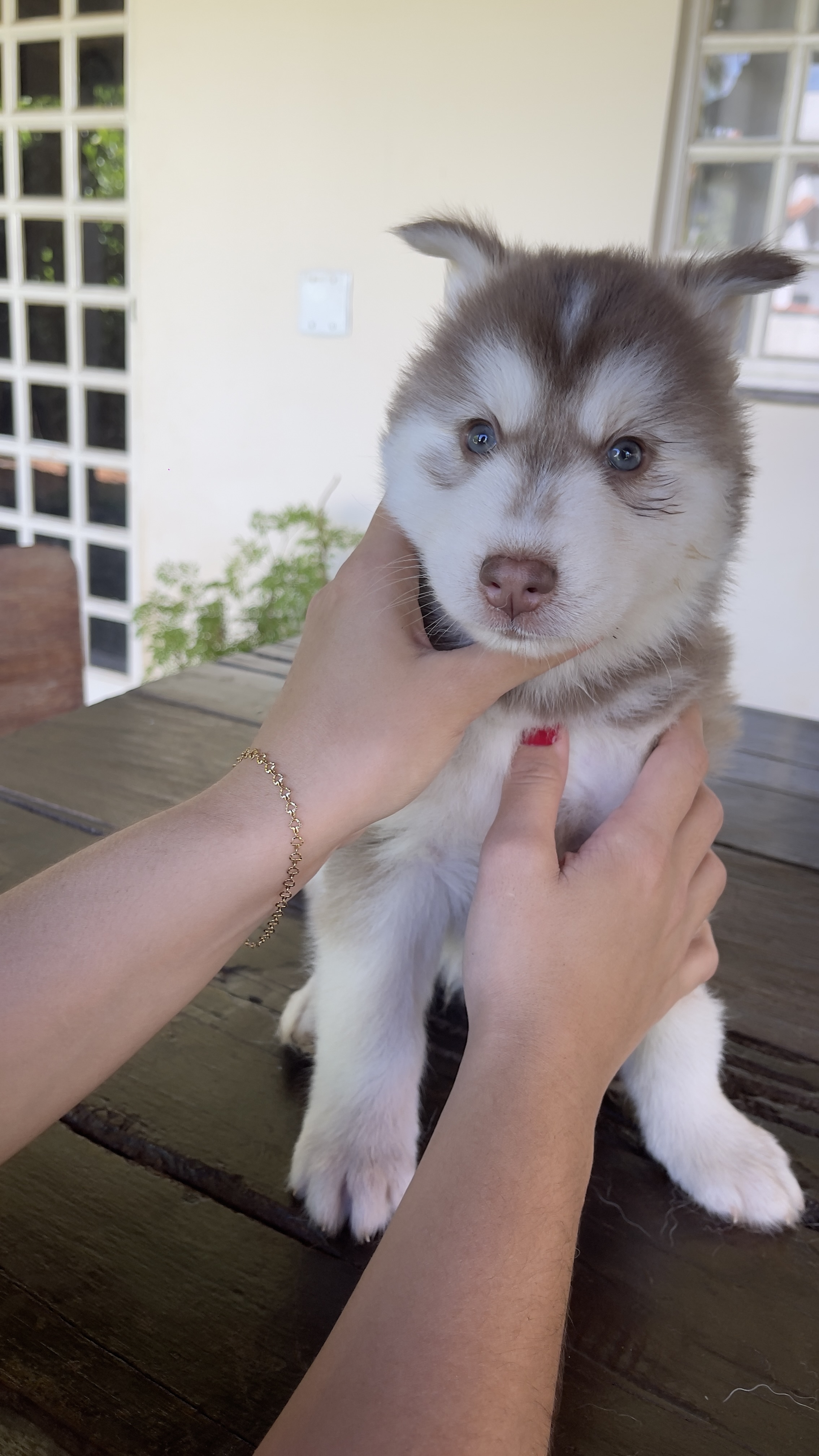 Filhotes Husky Siberiano  - Foto 5