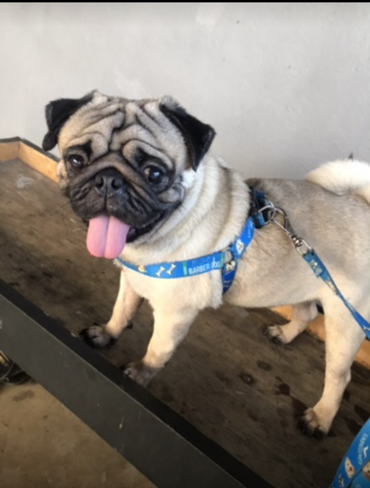 Portal Vendocão Vendo lindo pug, 1 ano e 7 meses porte pequeno Camaragibe 