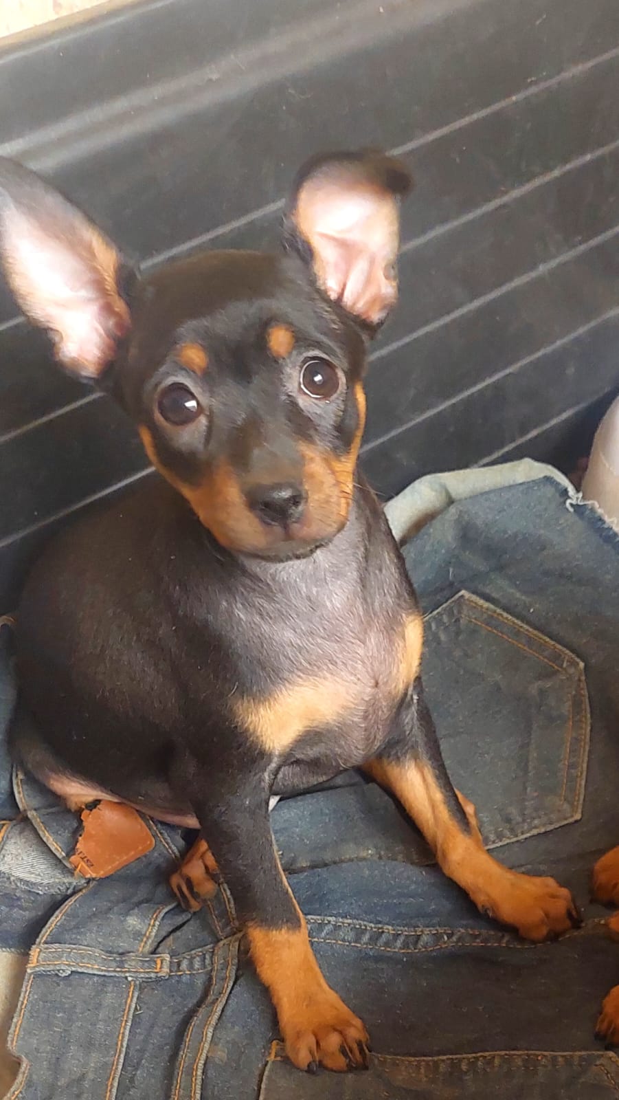 Portal Vendocão Vendo filhote fêmea de pinscher Montes Claros