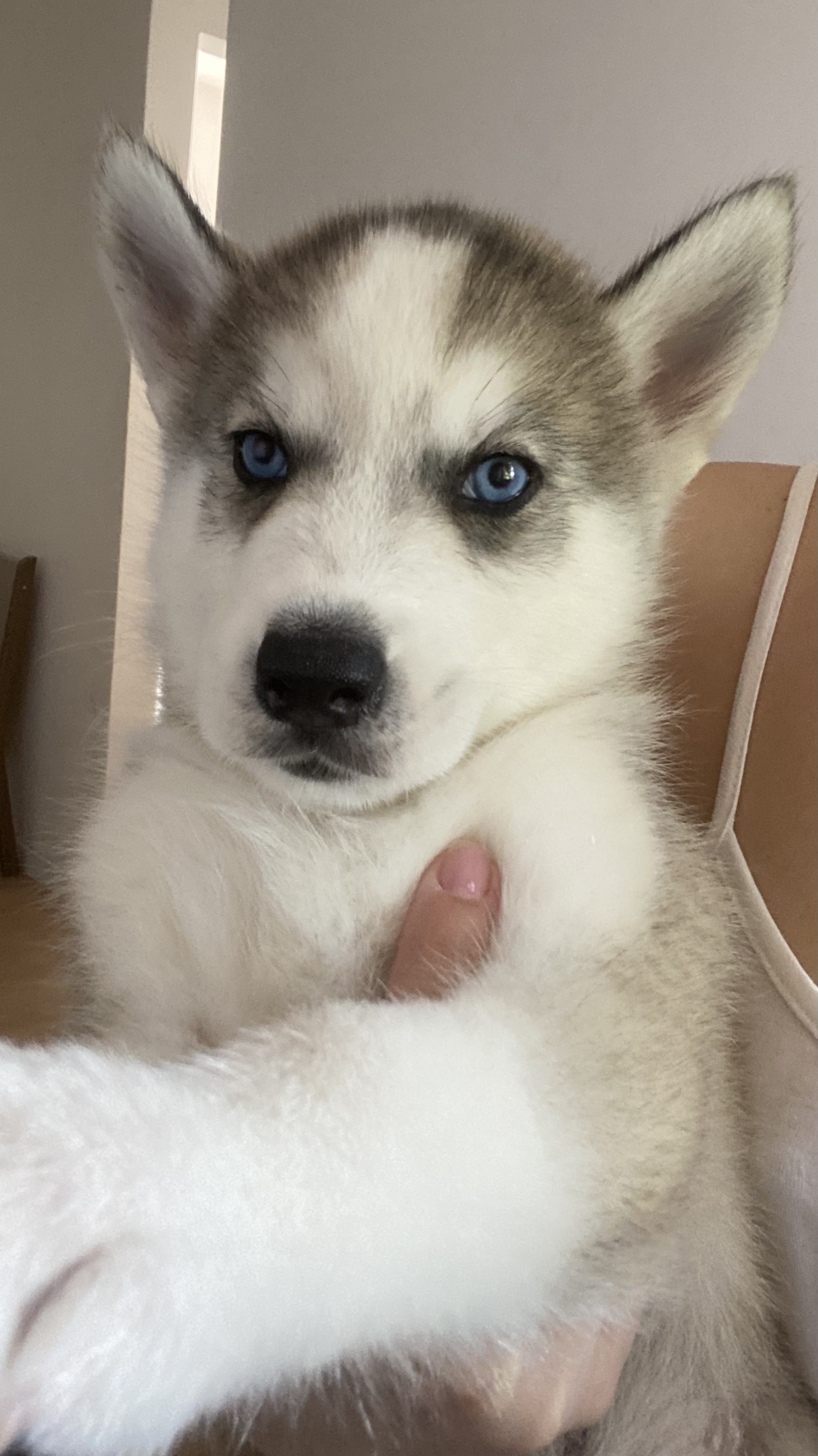 Filhote Husky Siberiano 