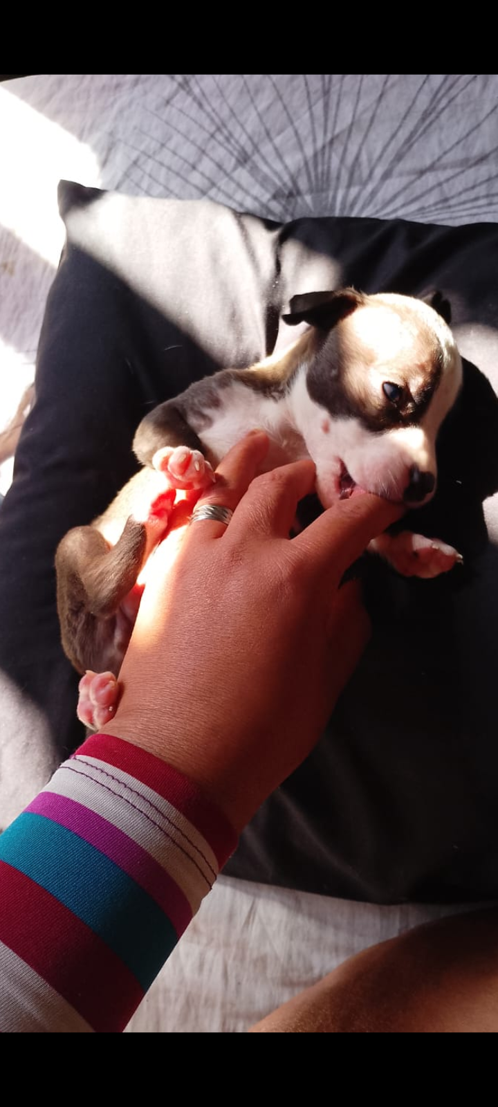 Portal Vendocão Filhotes de American bully Nova iguaçu 