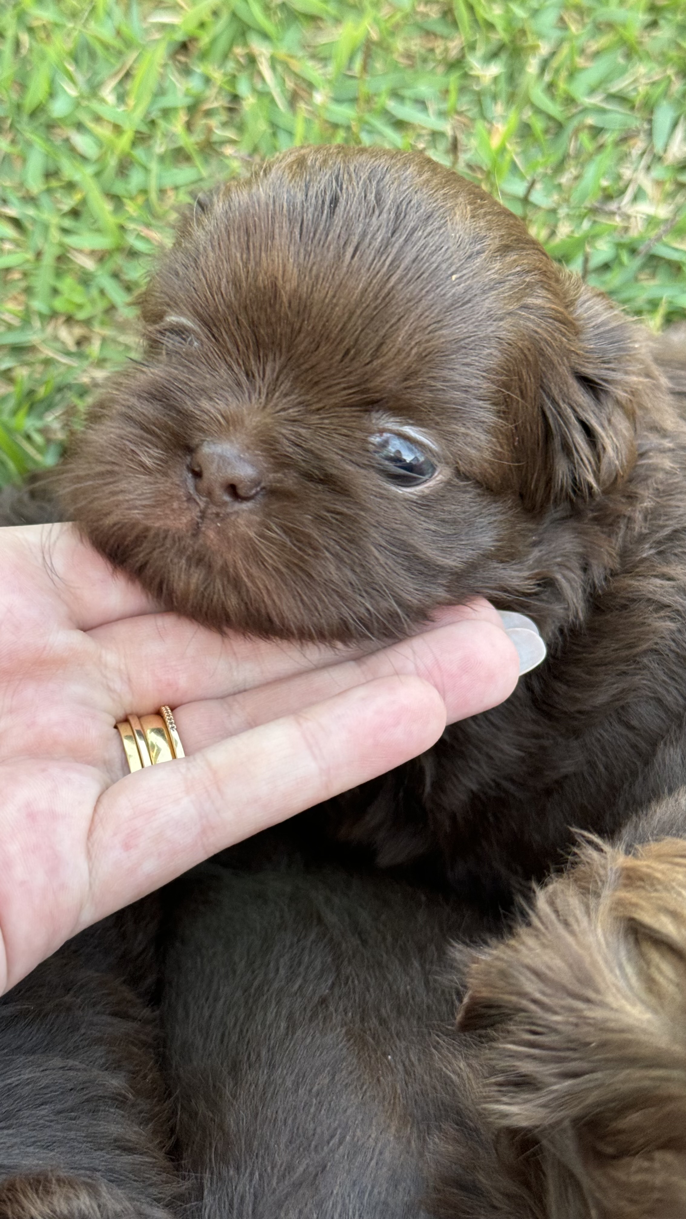 Portal Vendocão Shih tzu chocolate Ponta Grossa 