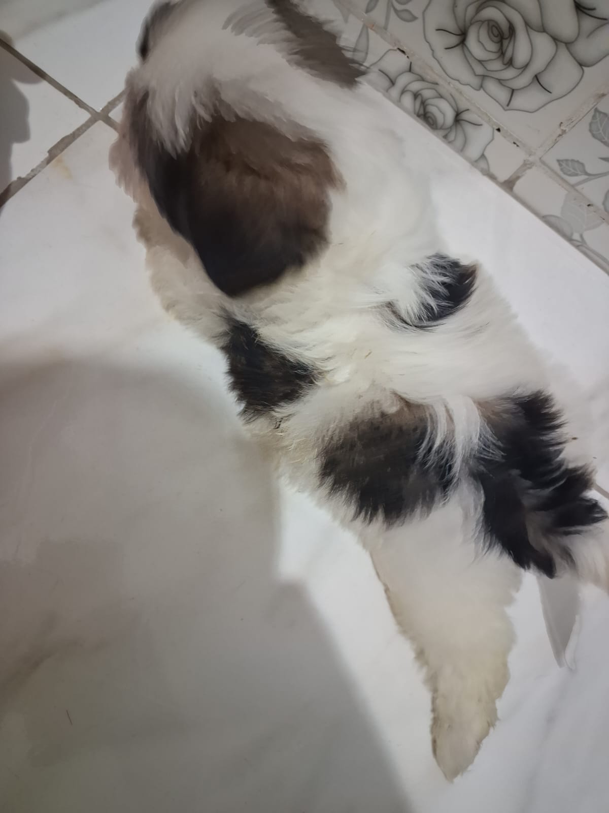 Portal Vendocão Vendo Shih Tzu  Salvador