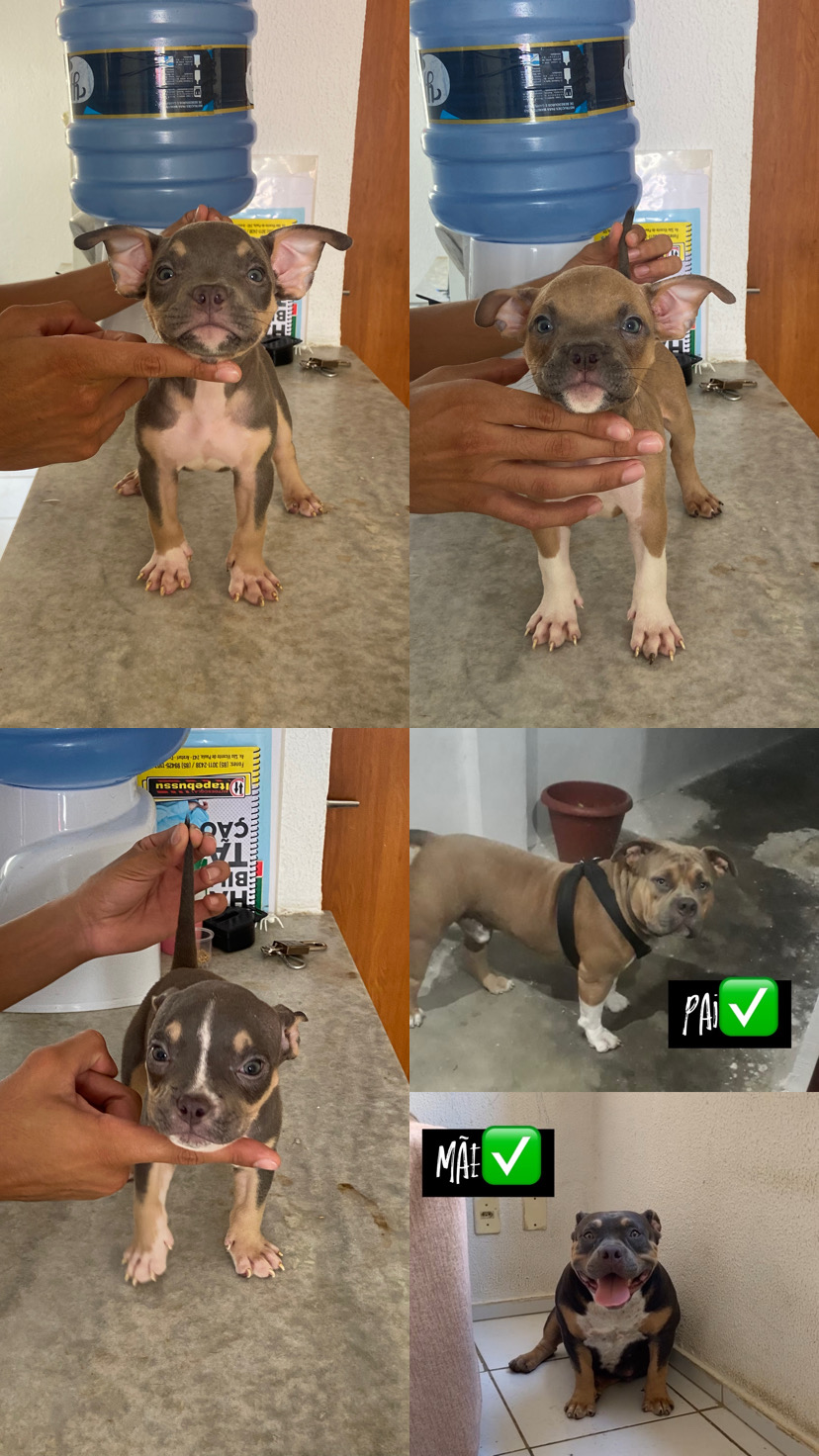 Filhotes de american bully - Foto 1