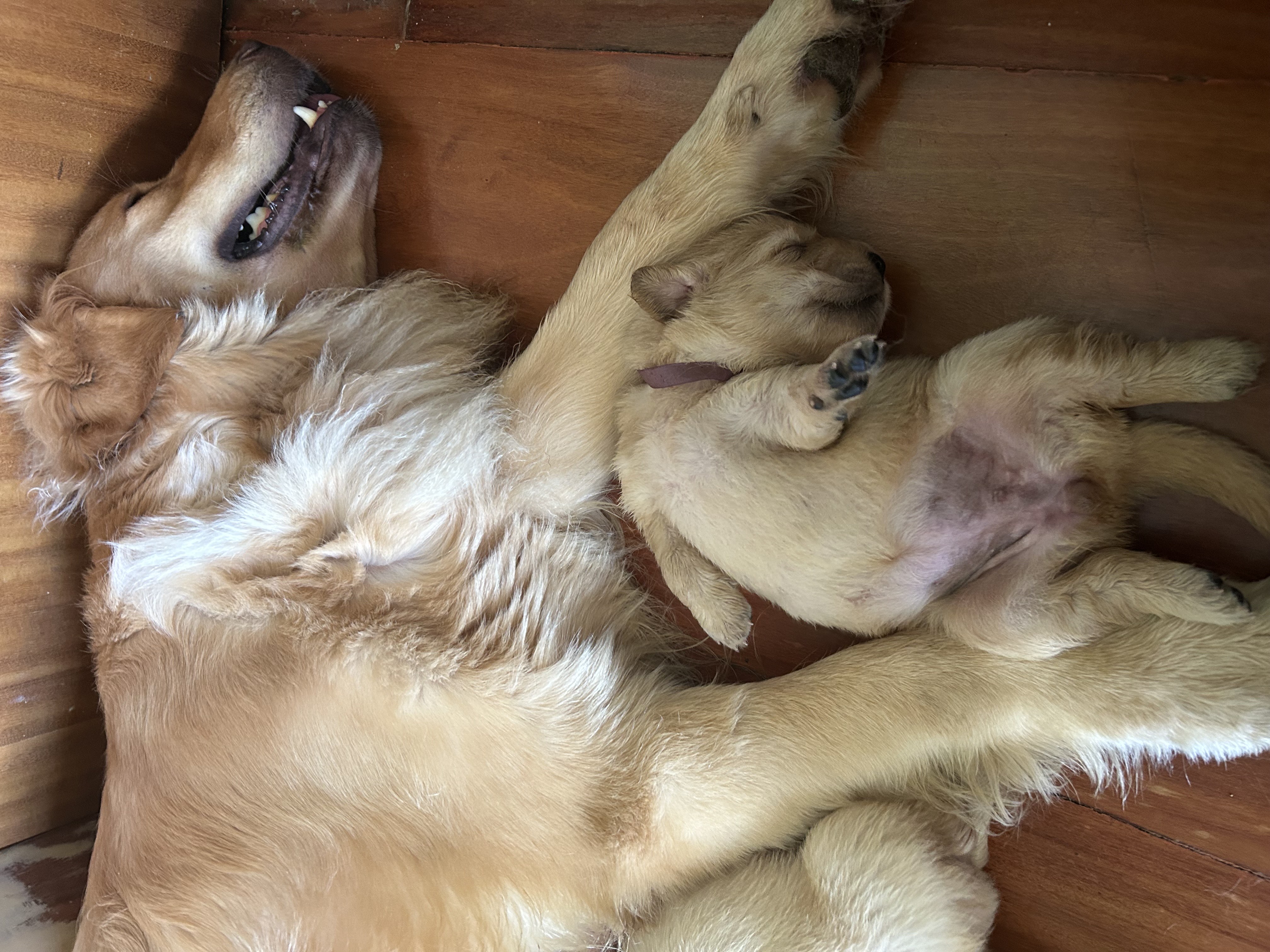 Filhotes Golden retriever  - Foto 1