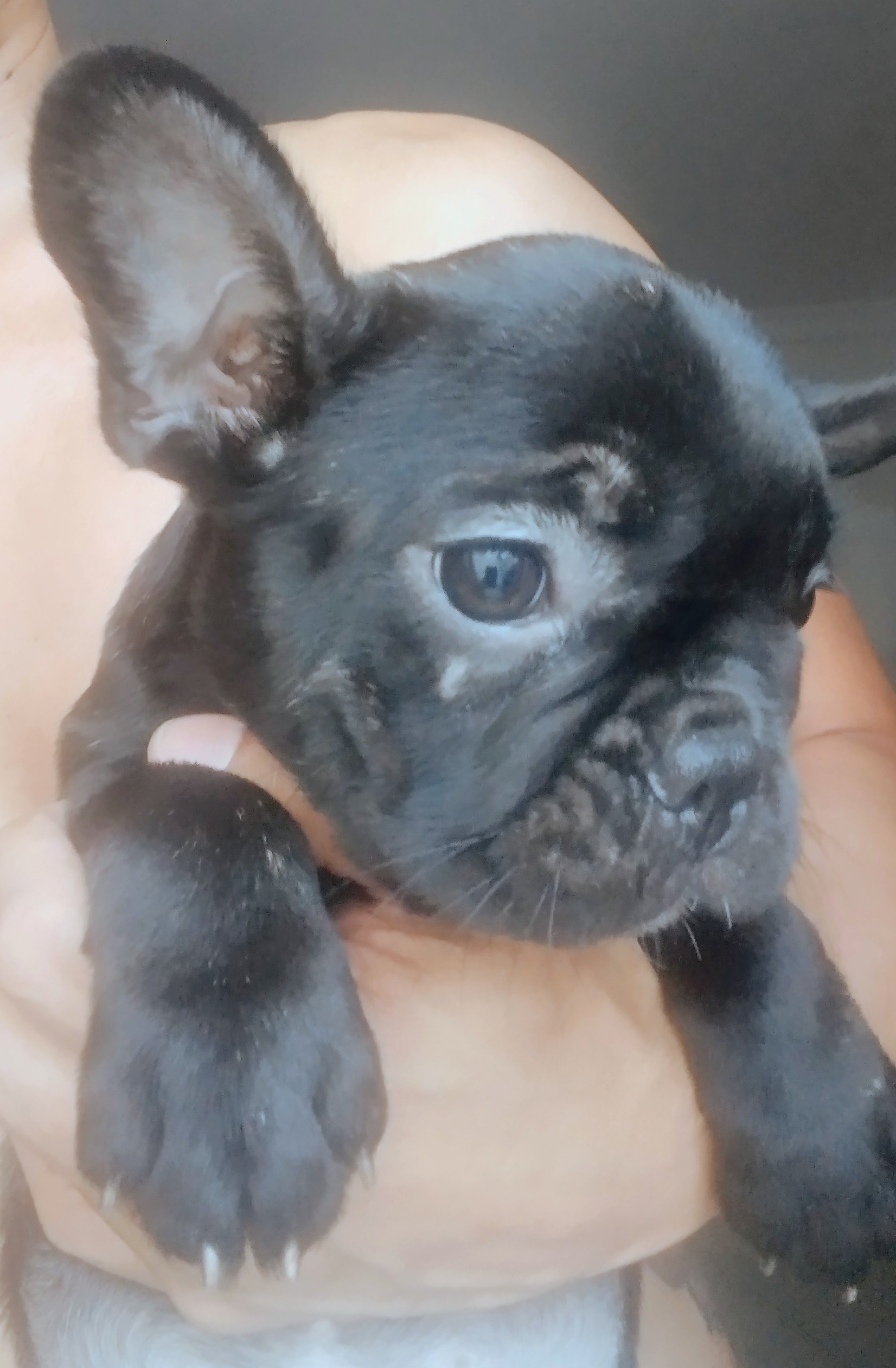 Portal Vendocão Lindas filhotes de Bulldog francês  São Paulo