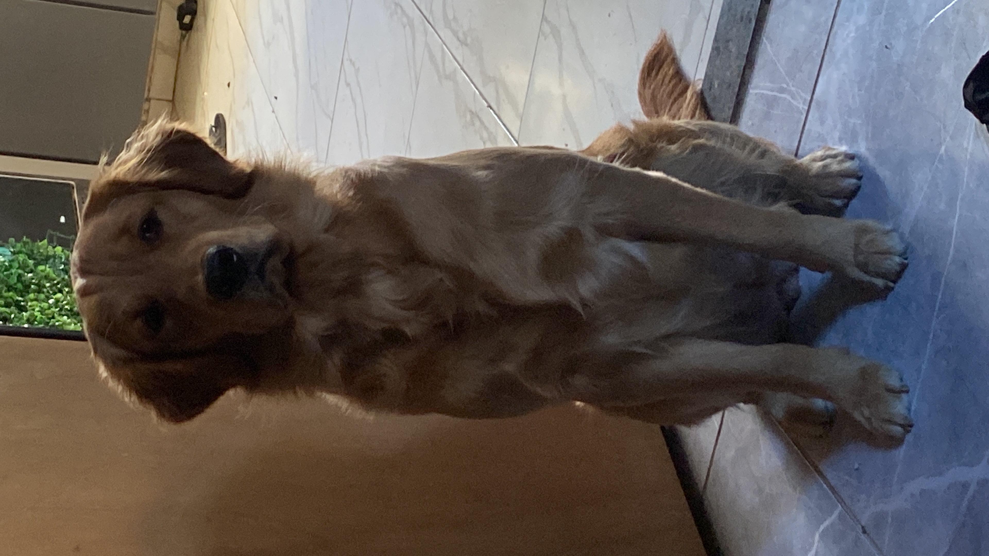 Portal Vendocão Golden Retriever Fêmea  Juiz de Fora 