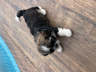 Portal Vendocão Filhotes machinhos prontos para entrega BARRA VELHA