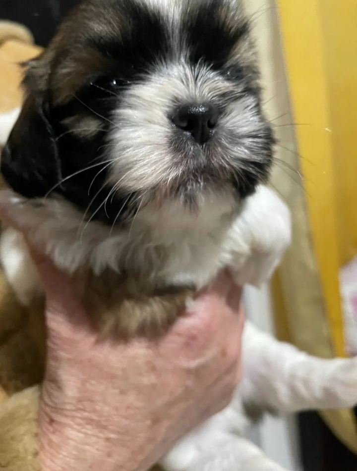 Portal Vendocão Shih Tzu Filhote  Joinville 