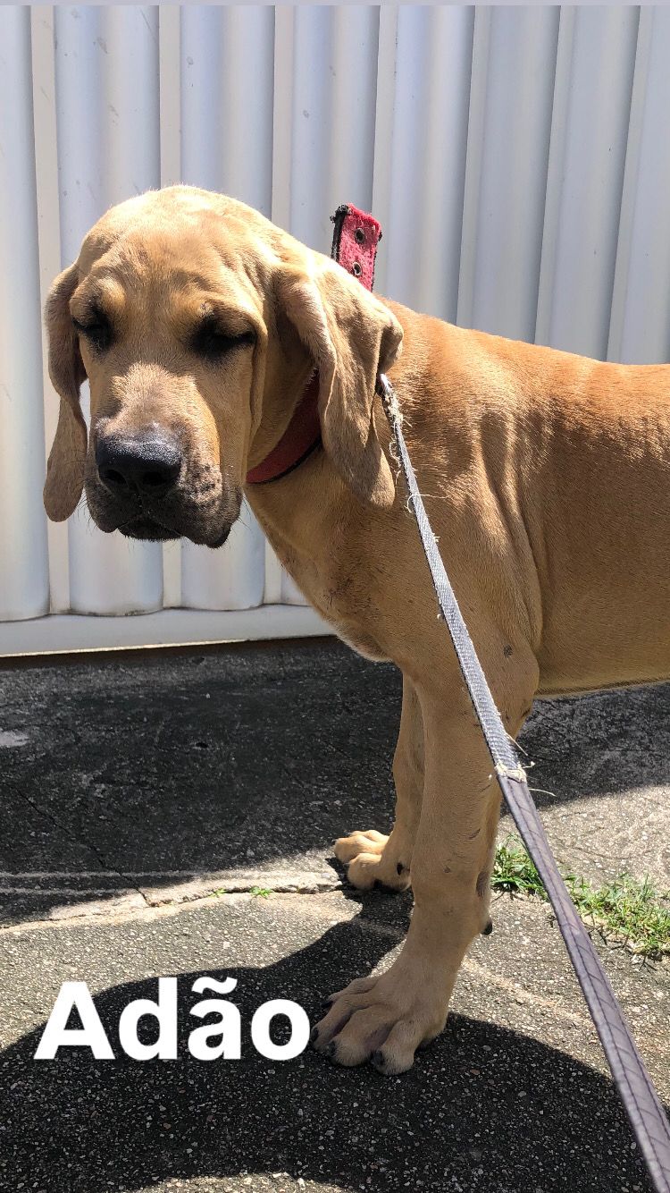 Portal Vendocão Filhote de Fila Brasileiro Recife