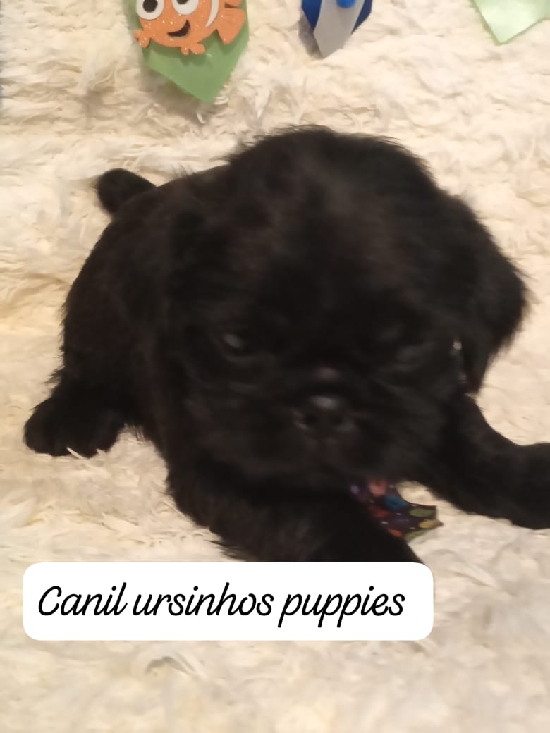 Portal Vendocão griffon de bruxelas #canilursinhospuppies bebes disponiveis  campos do jordão 