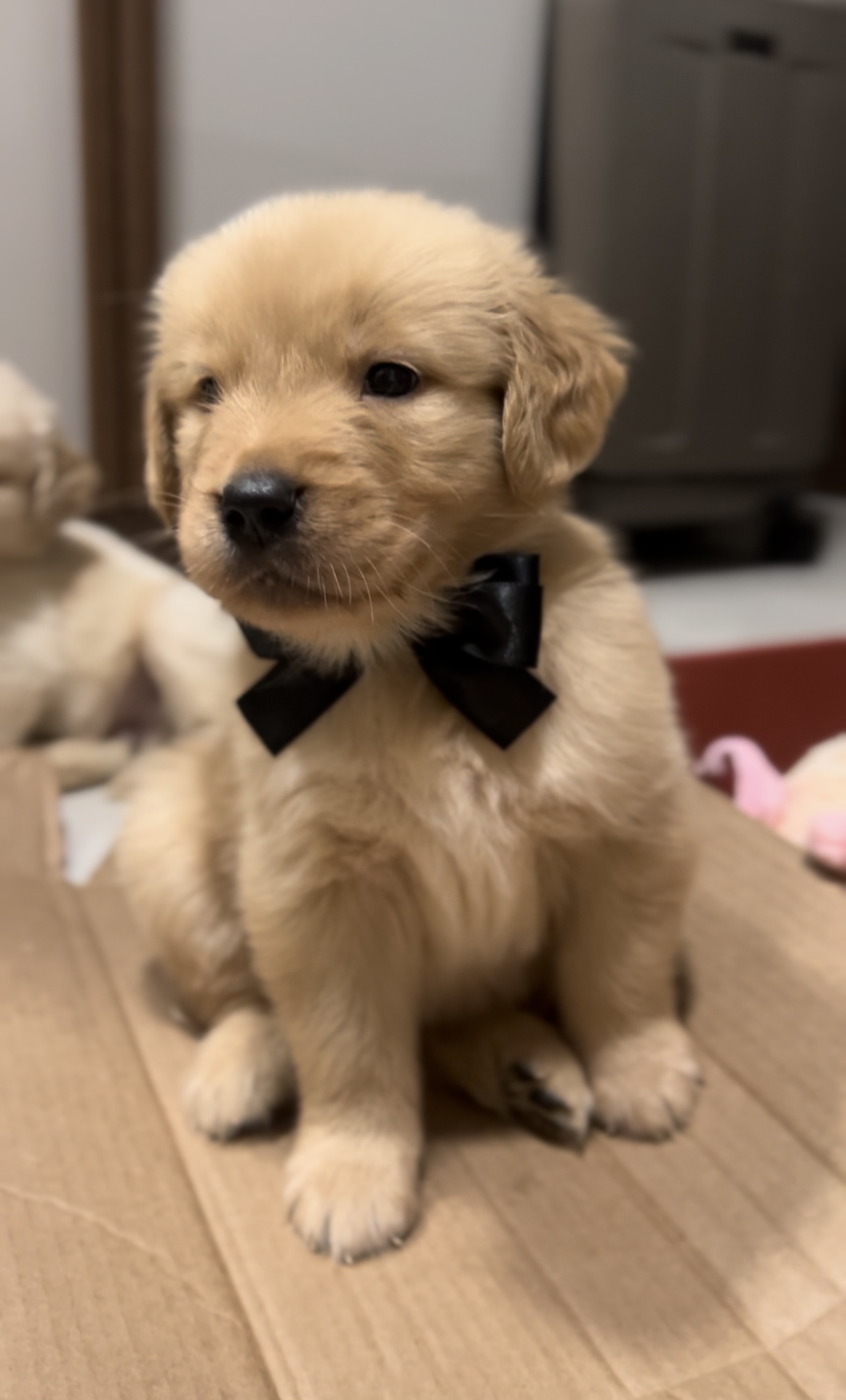 Portal Vendocão Lindos Filhotes de Golden Retriever Disponíveis!!! Porto Velho 
