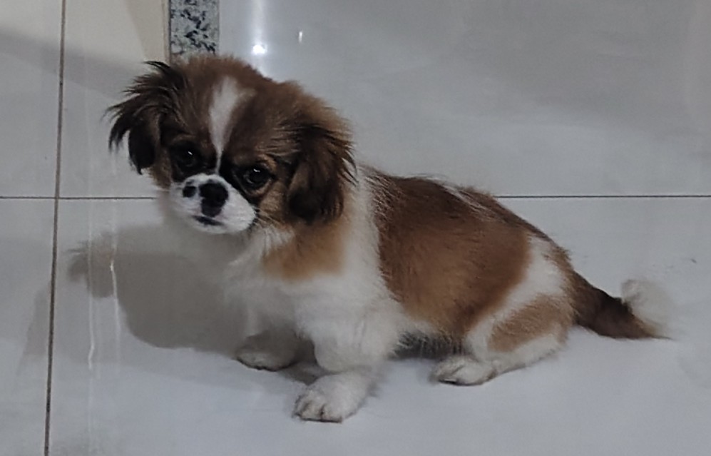Pequinês cachorrinha - Foto 1