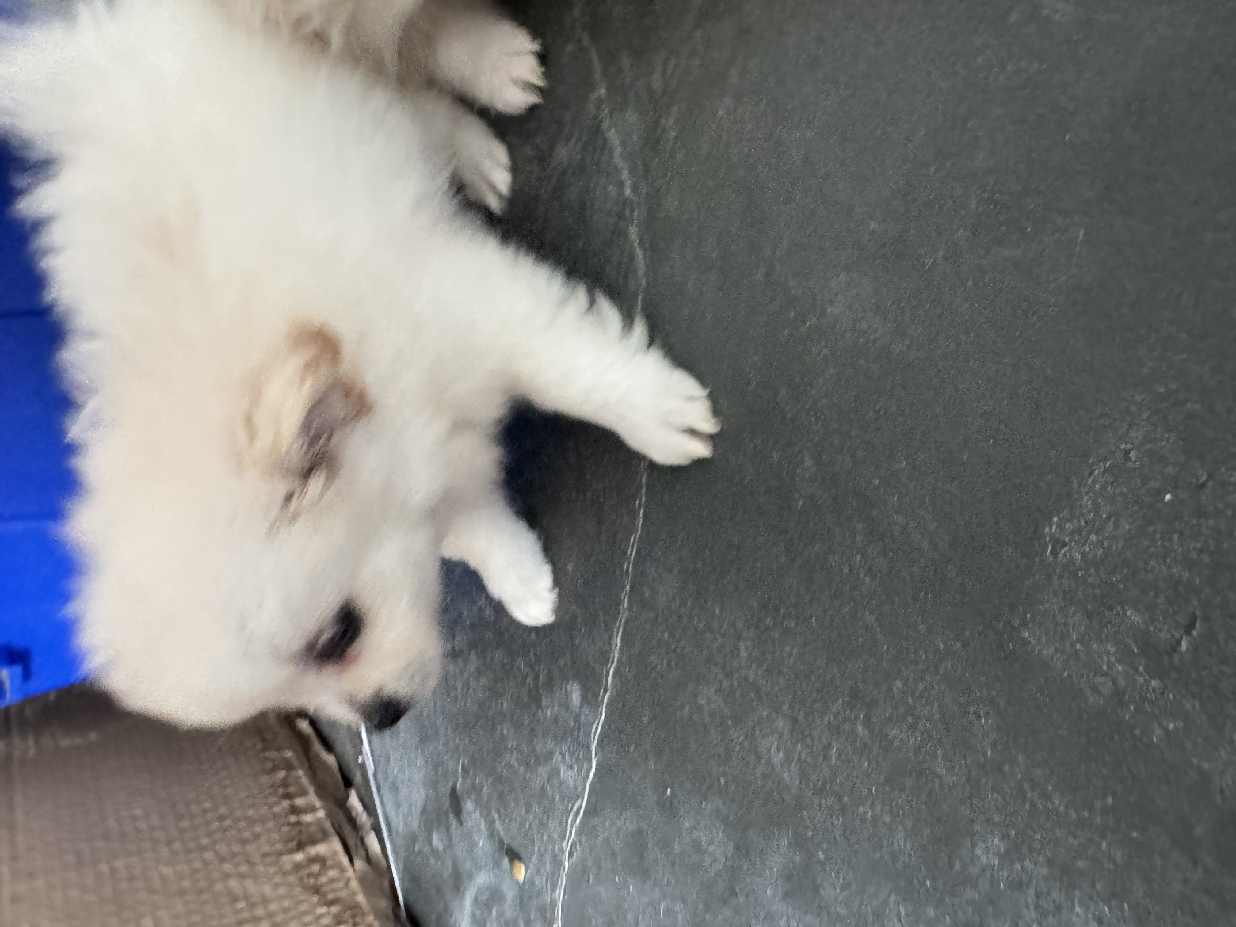 Portal Vendocão Lulu da pomerania Belo horizonte