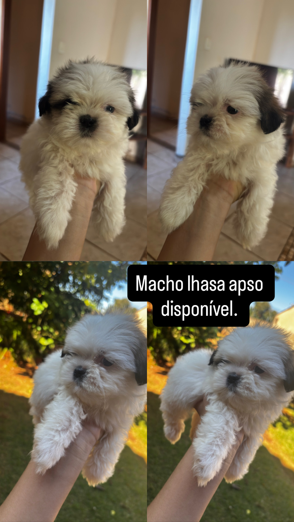 Portal Vendocão Raça lhasa apso  Campo Grande