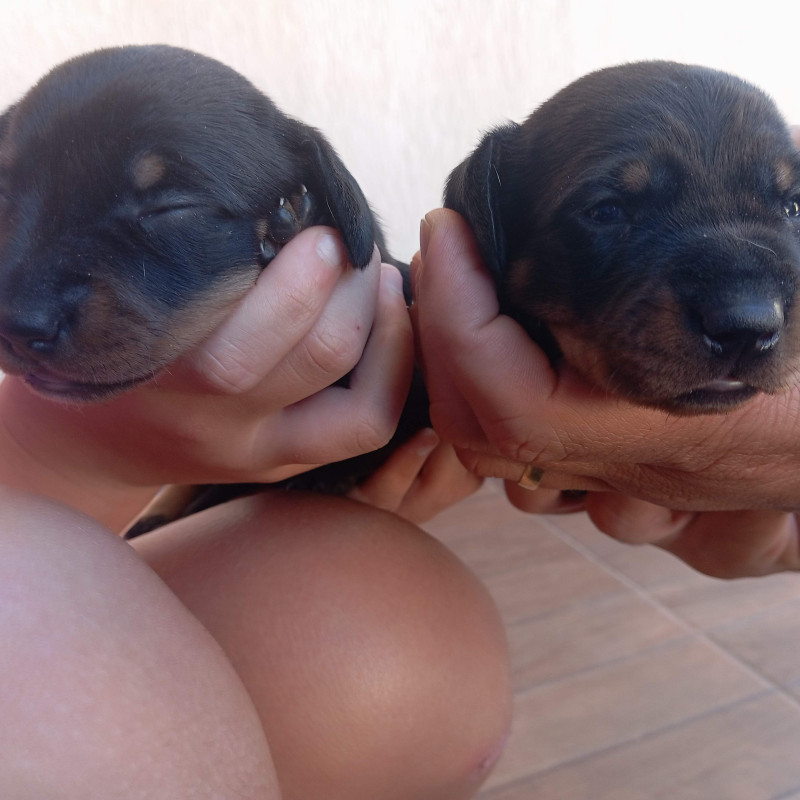 Lindas filhotes de Dachshund / Teckel / Salsicha - Foto 3