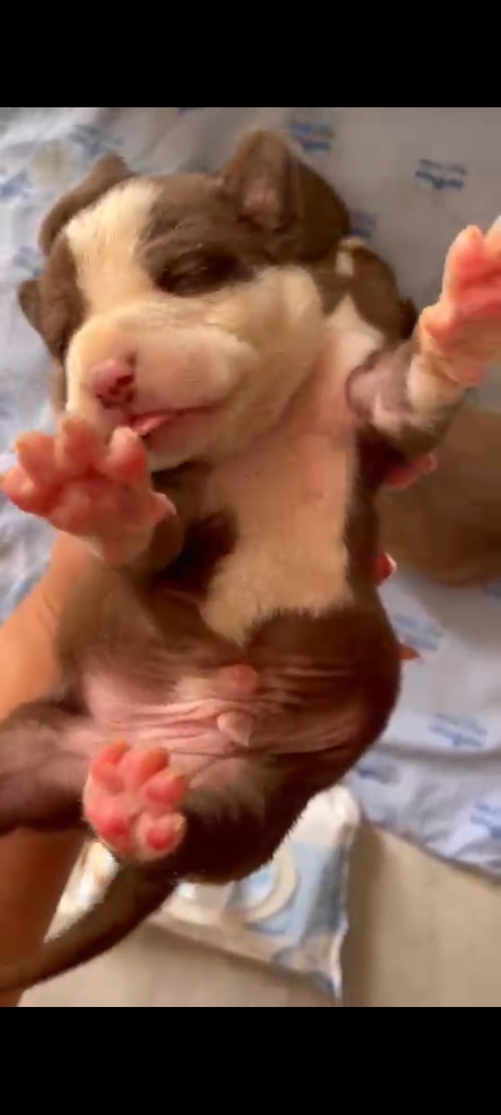 Portal Vendocão Filhote pitbull  Cabo Frio