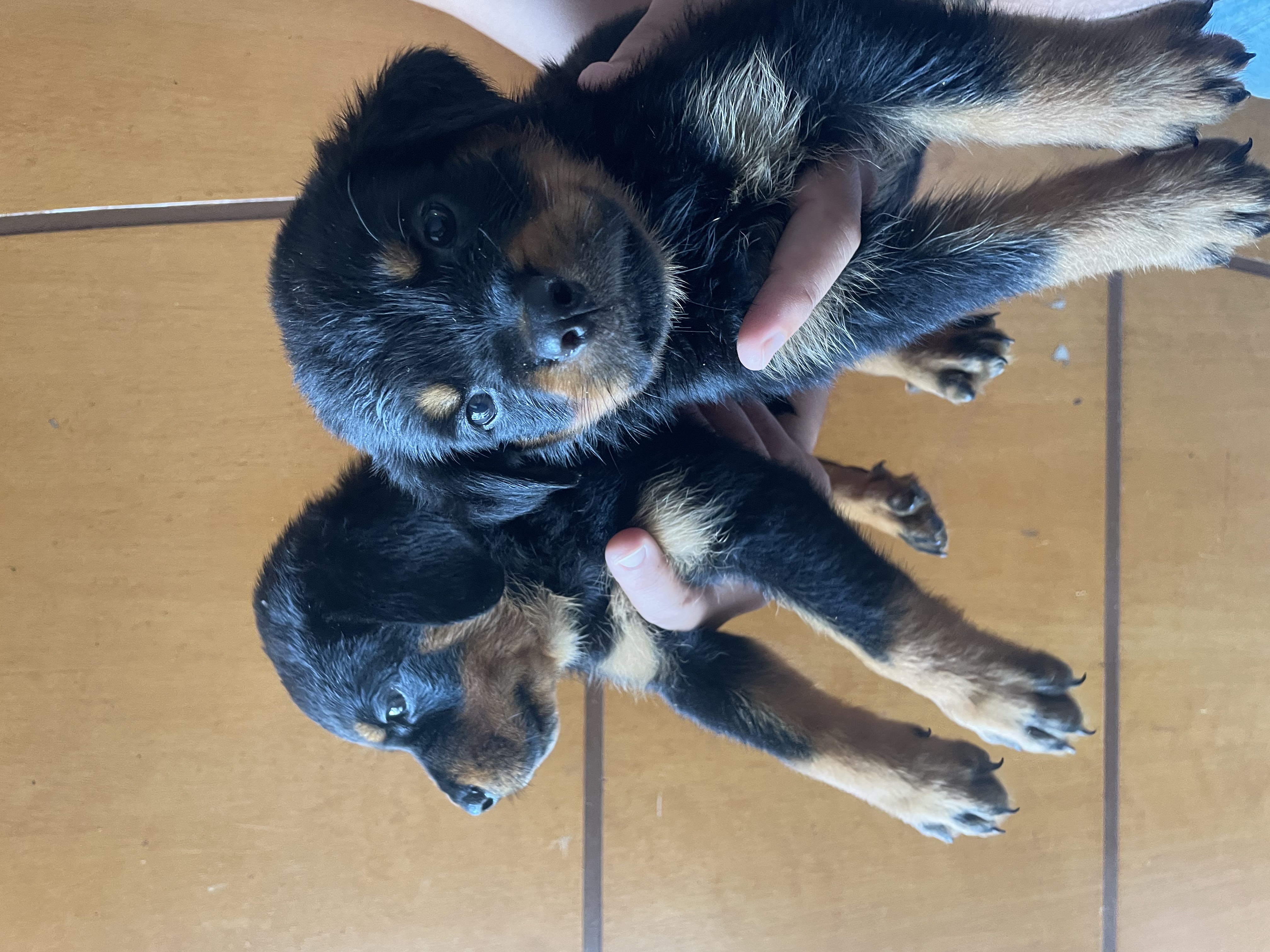 Vendo filhotes de rottweiler Puro - Foto 1