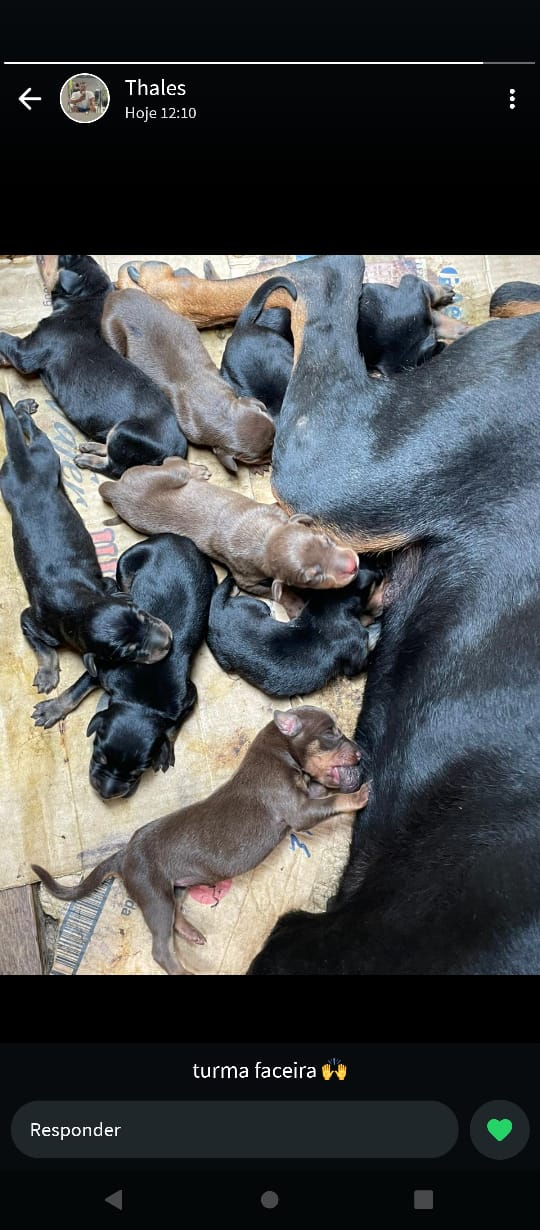 Portal Vendocão Filhotes de doberman  Pelotas
