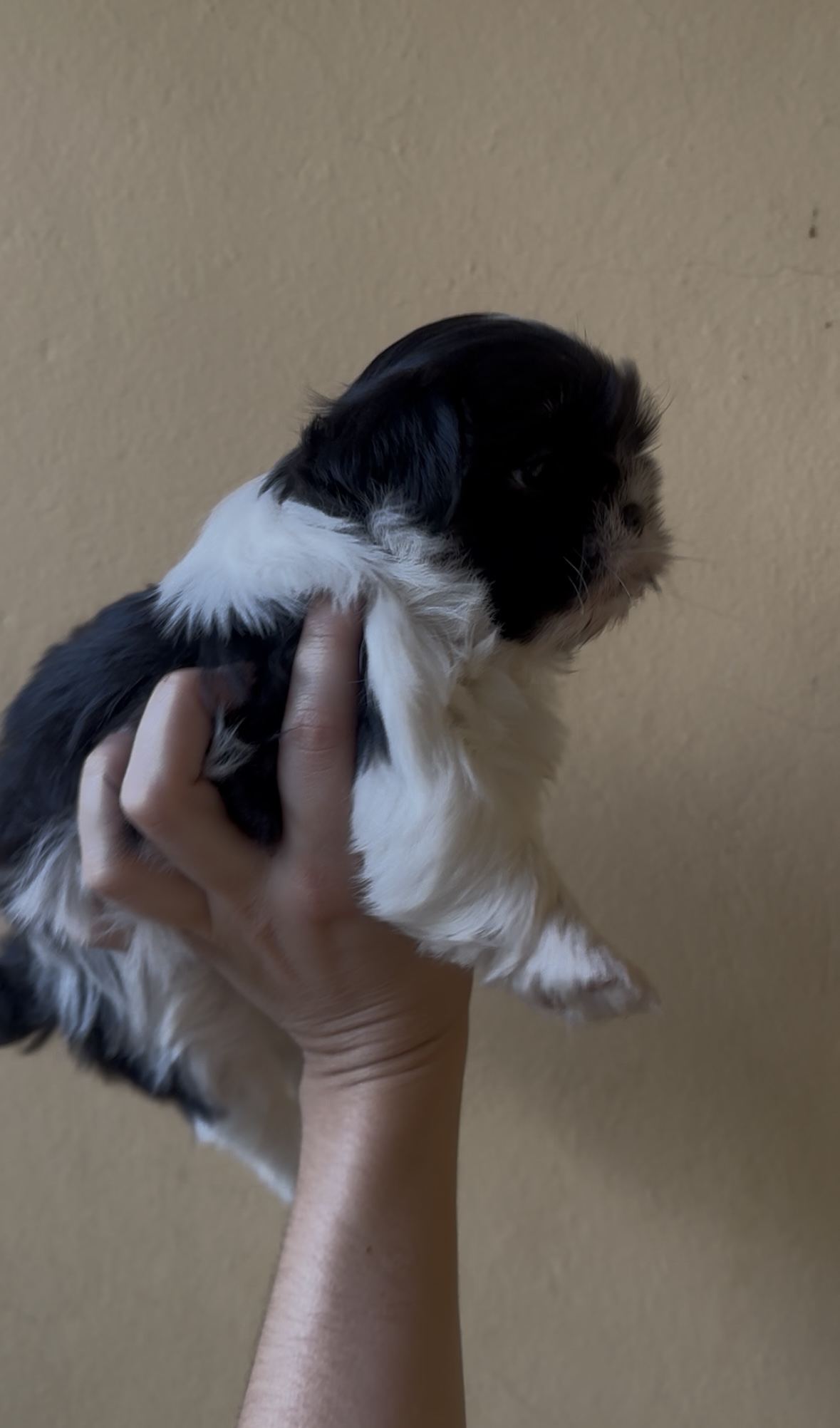 Portal Vendocão Shih tzu mini fêmea e macho legítimos  Sete Lagoas 