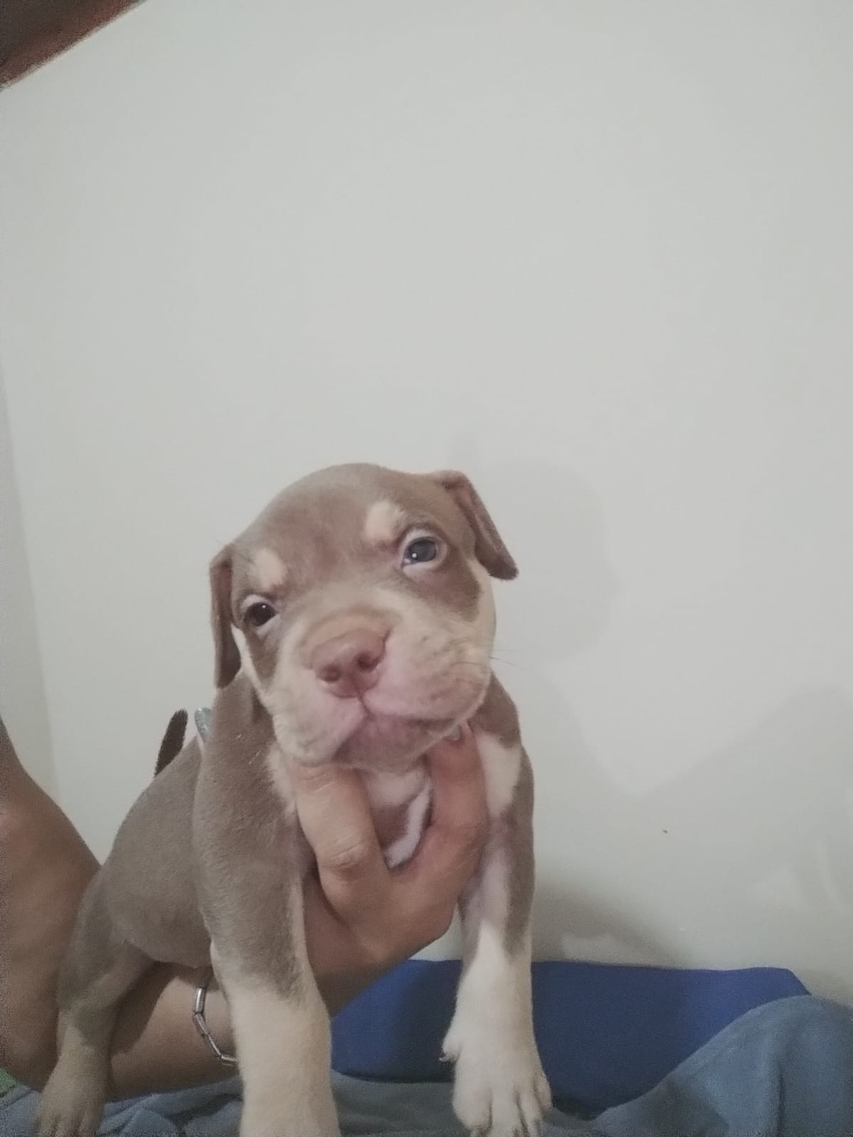 Filhotes de American Bully - Foto 5