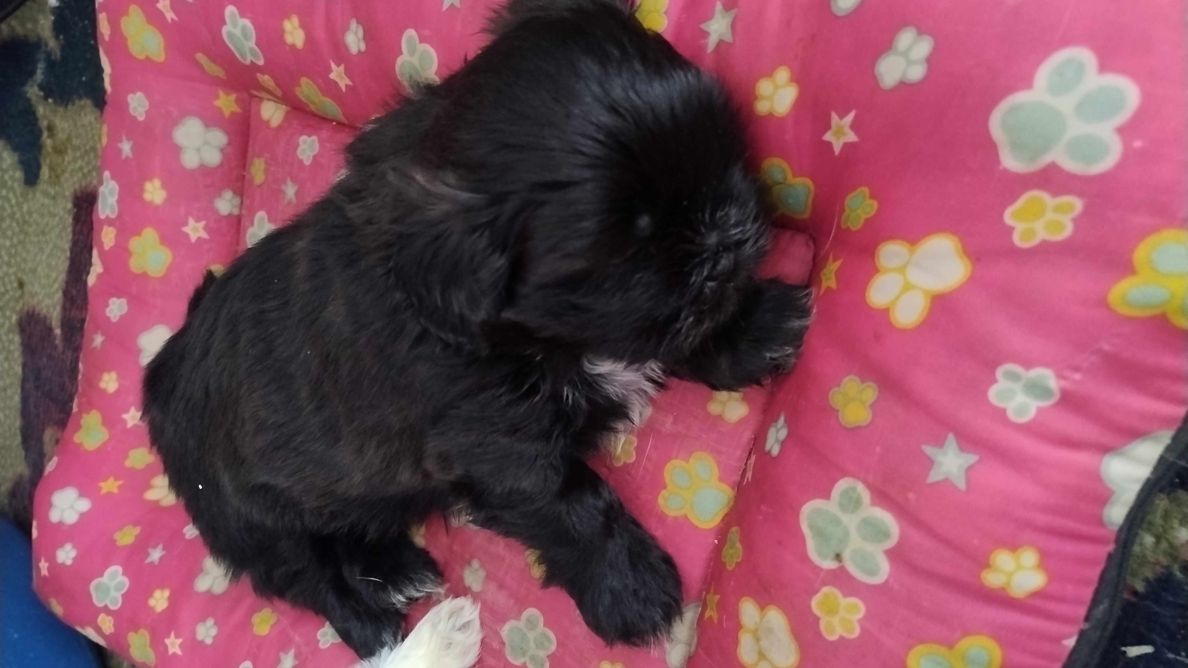 Filhotes de Shii-tzu  - Foto 3