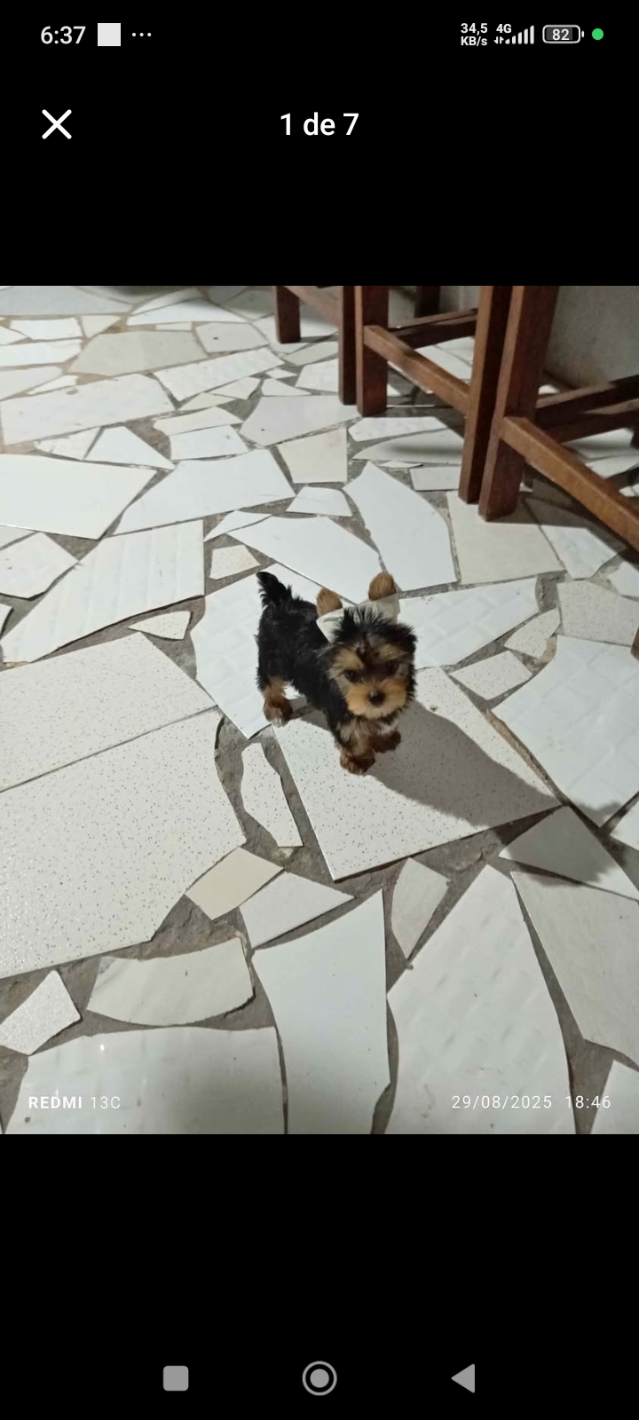 Portal Vendocão vendo um lindo filhote  Benevides