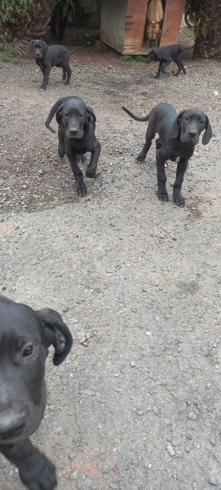 Portal Vendocão Filhote de dog alemão  Curitiba