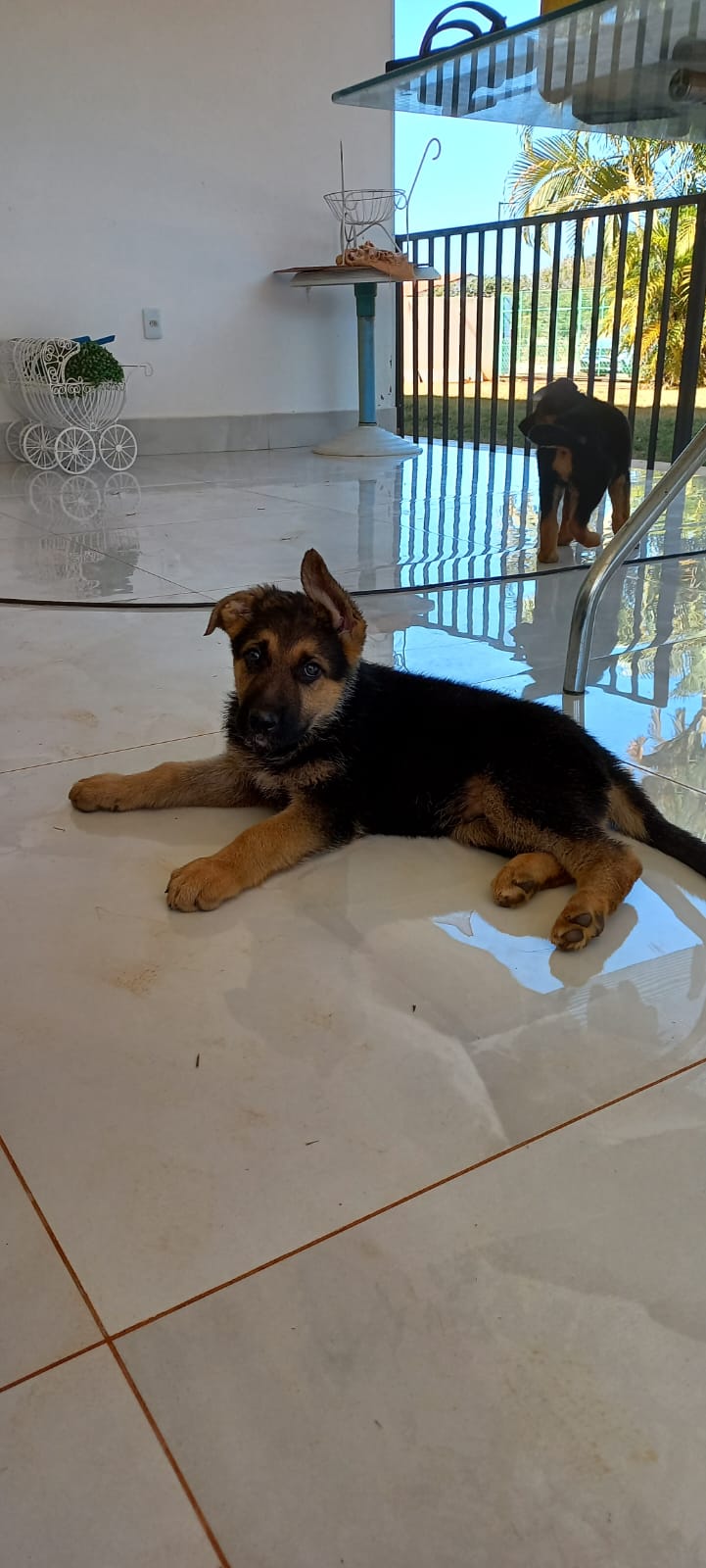 Portal Vendocão Pastor alemão capa preta puro  Brasília