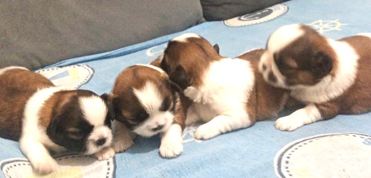 Vendi filhote Shih tzu - Foto 2