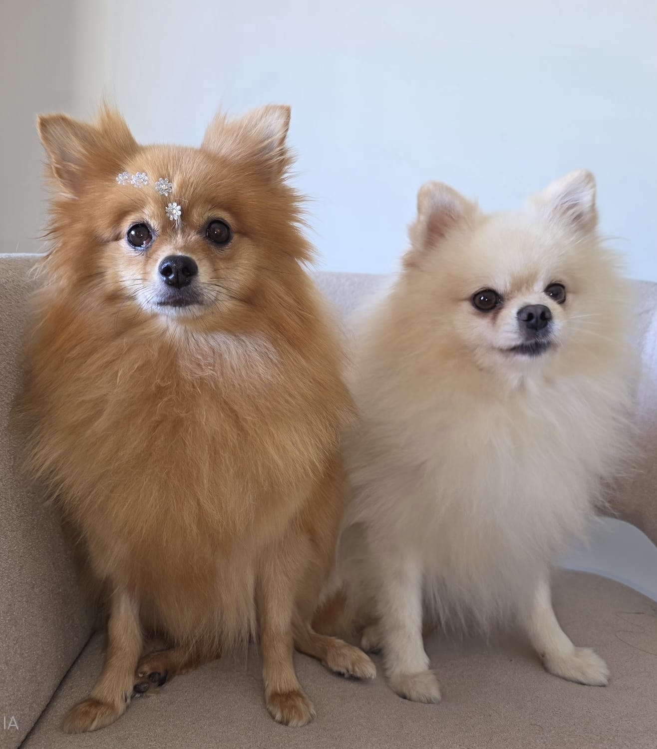 Portal Vendocão Filhotes LuLu Pomerânia lindos João pessoa 