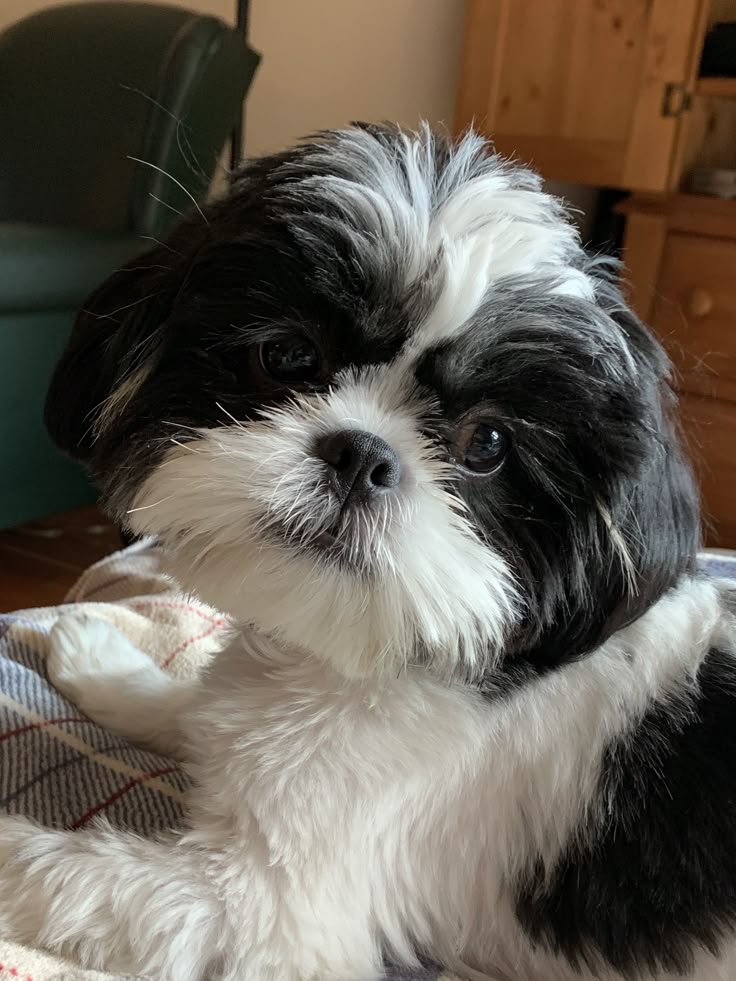 Shih Tzu Americano Filhote - Foto 1