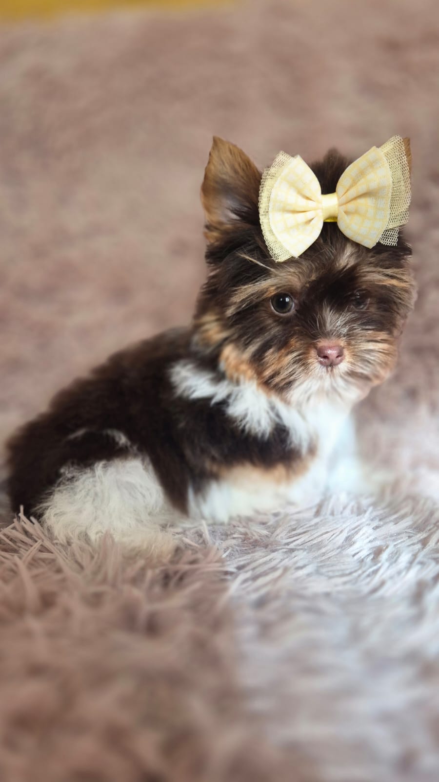 Biewer terrier  - Foto 2
