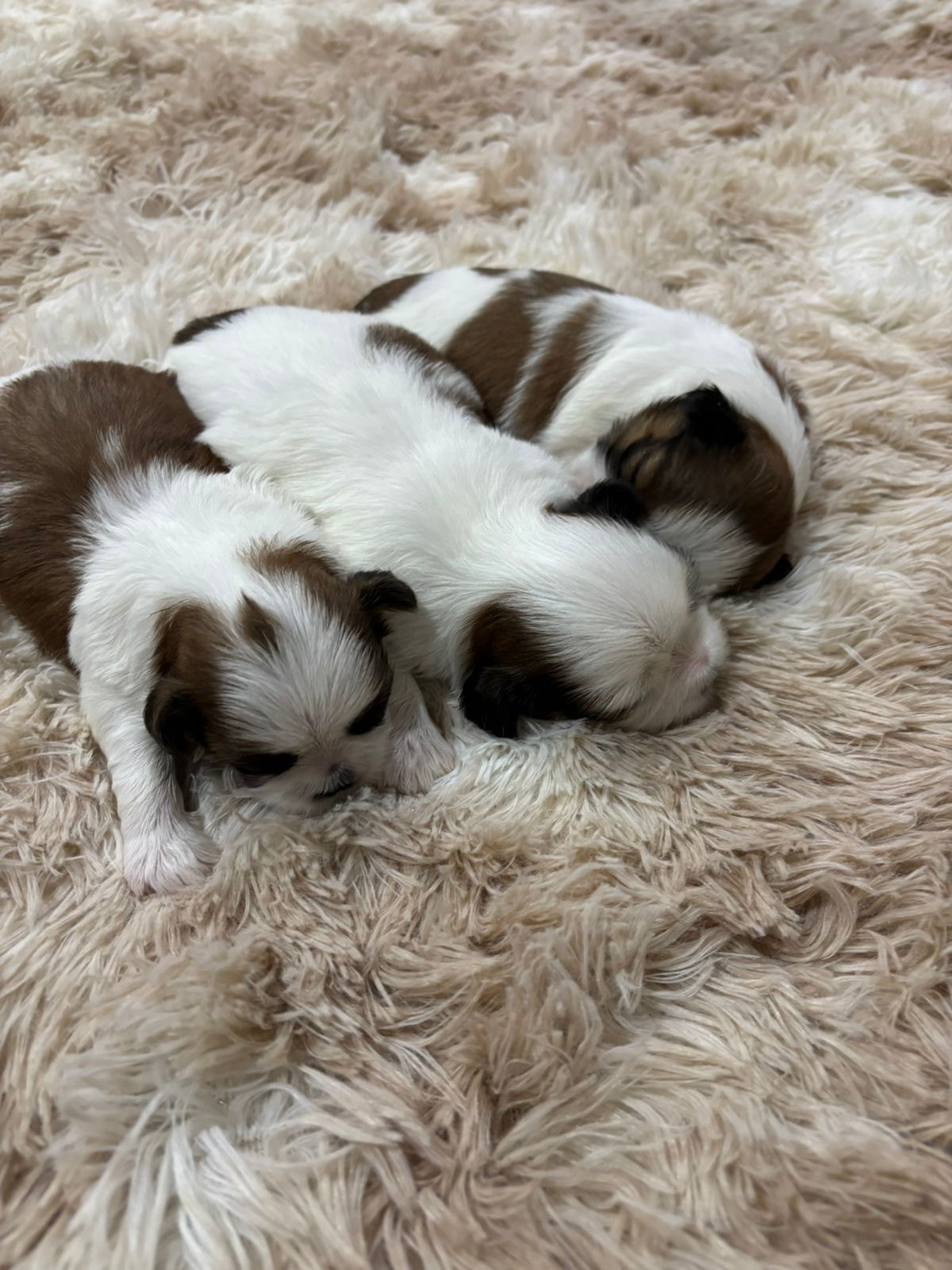 Shih Fêmea mini e Shih Tzu machos - Foto 5