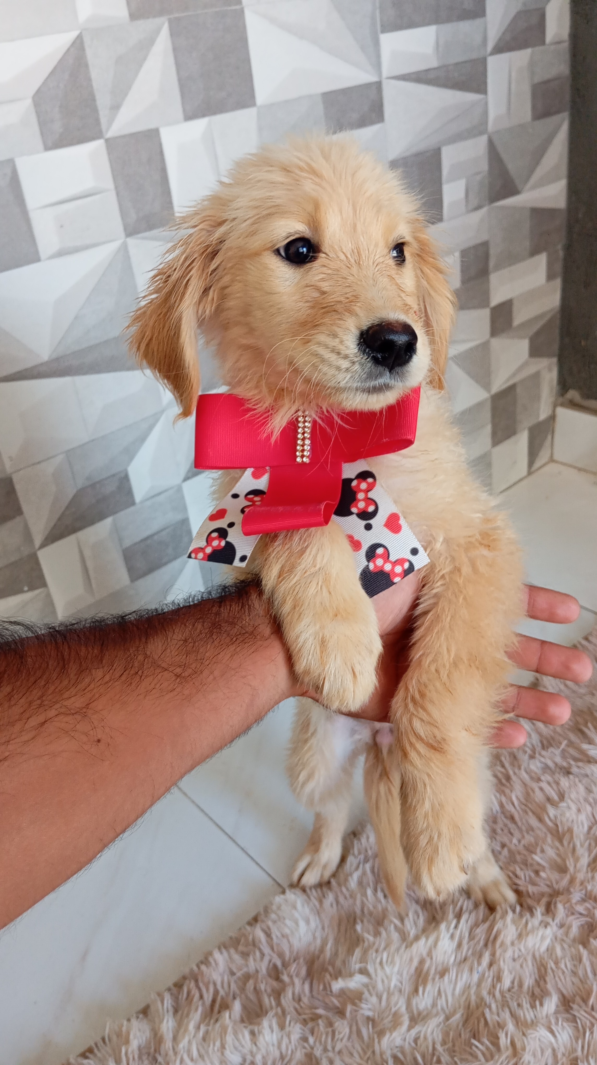 Portal Vendocão Golden Retriever - Oportunidade Aparecida de Goiânia