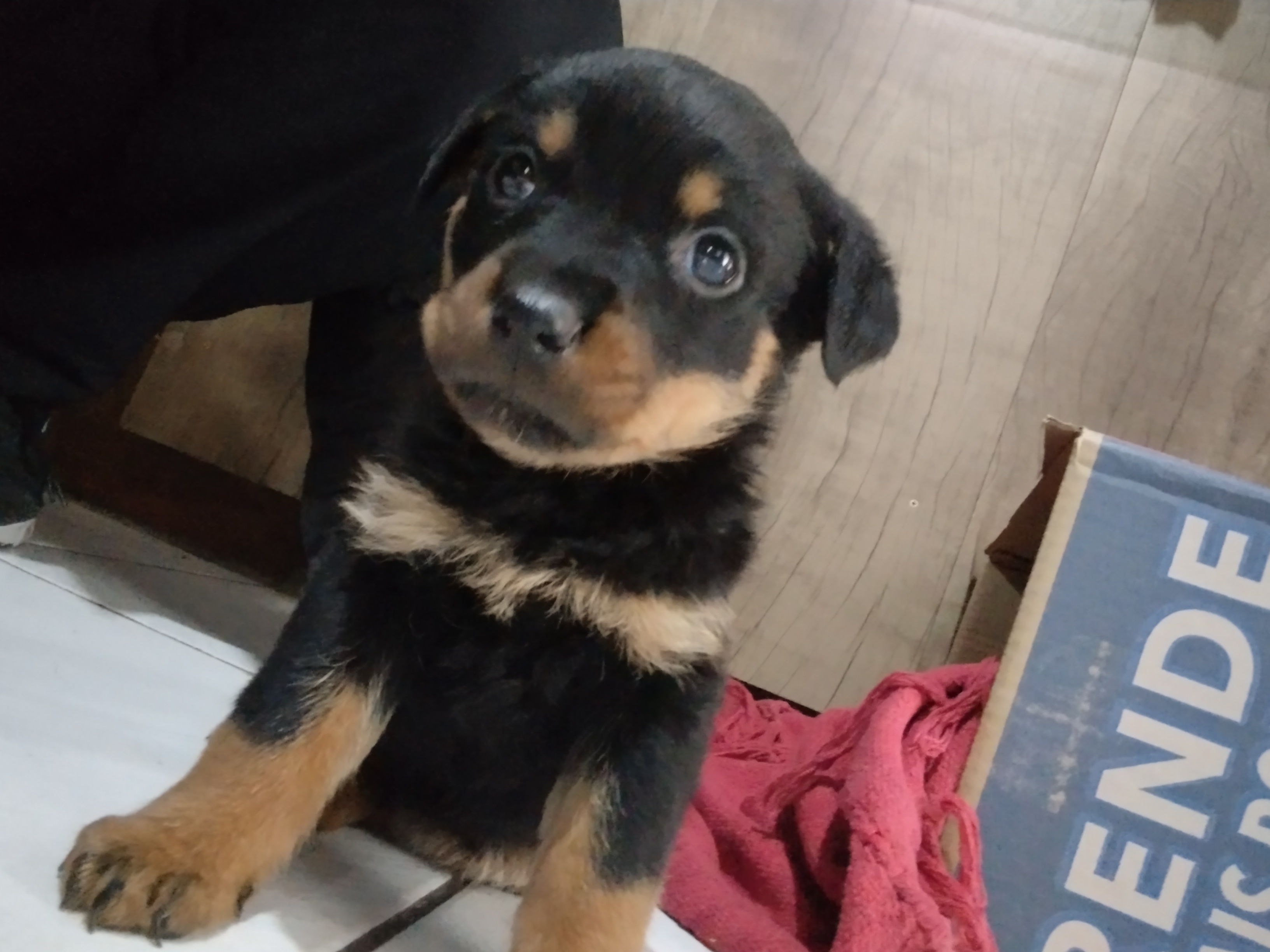 Portal Vendocão Filhote rottweiler  Porto Alegre