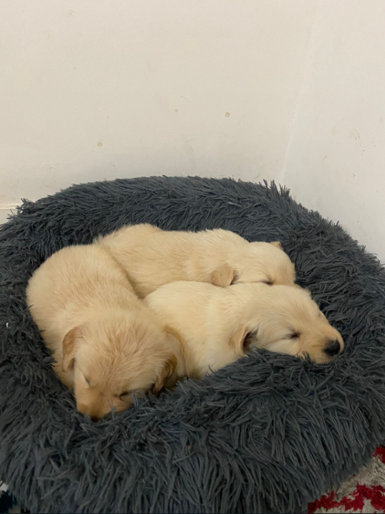 Portal Vendocão Lindos filhotes de Golden Retrivier Rio de janeiro