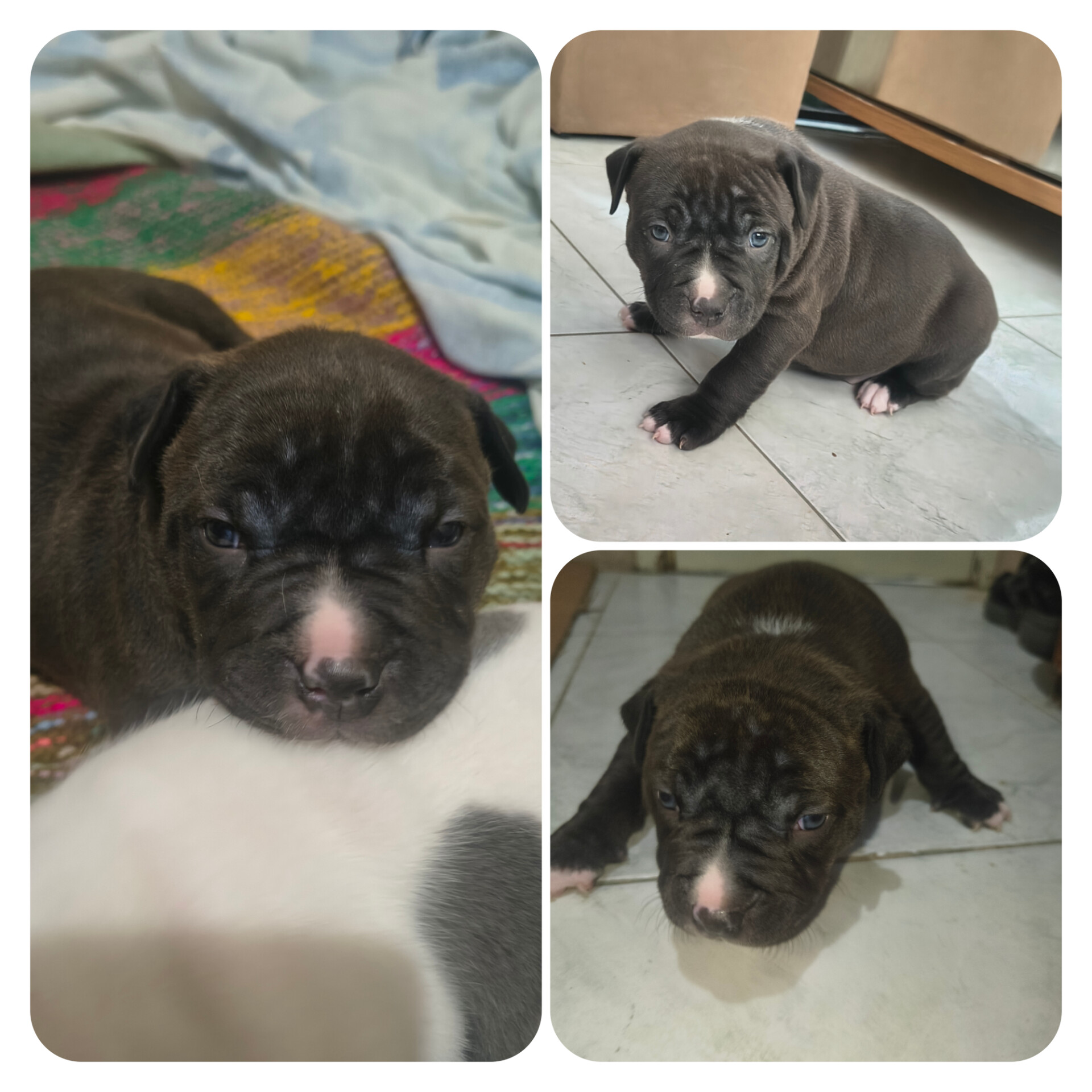 Filhote de Pitbull Monsters  - Foto 2