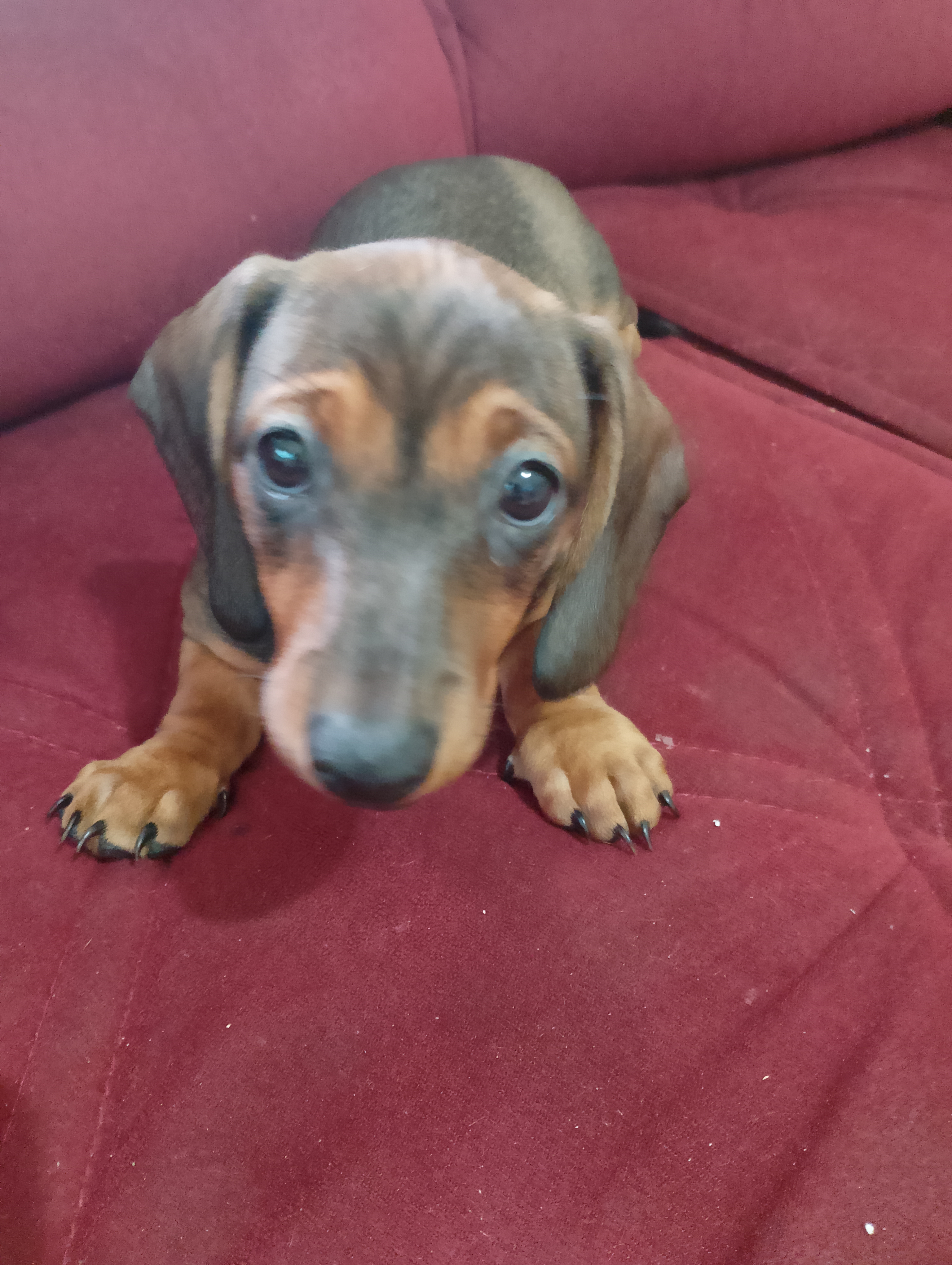 Portal Vendocão Uma Princesa  Rio de Janeiro