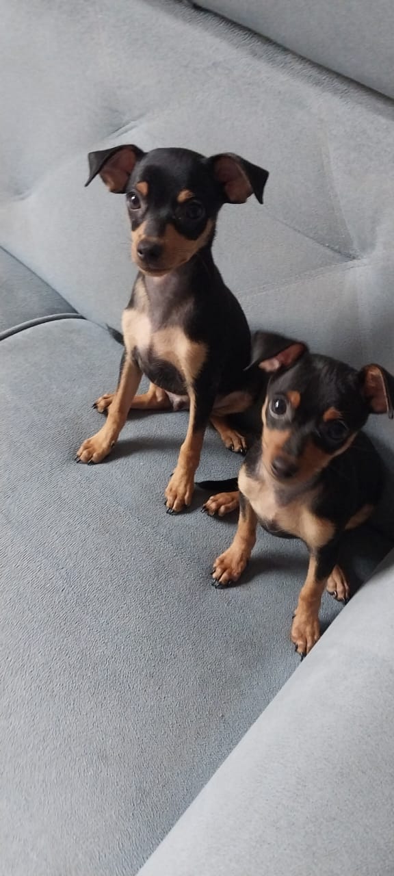 Filhote de Pinscher machos com 3 meses  - Foto 1
