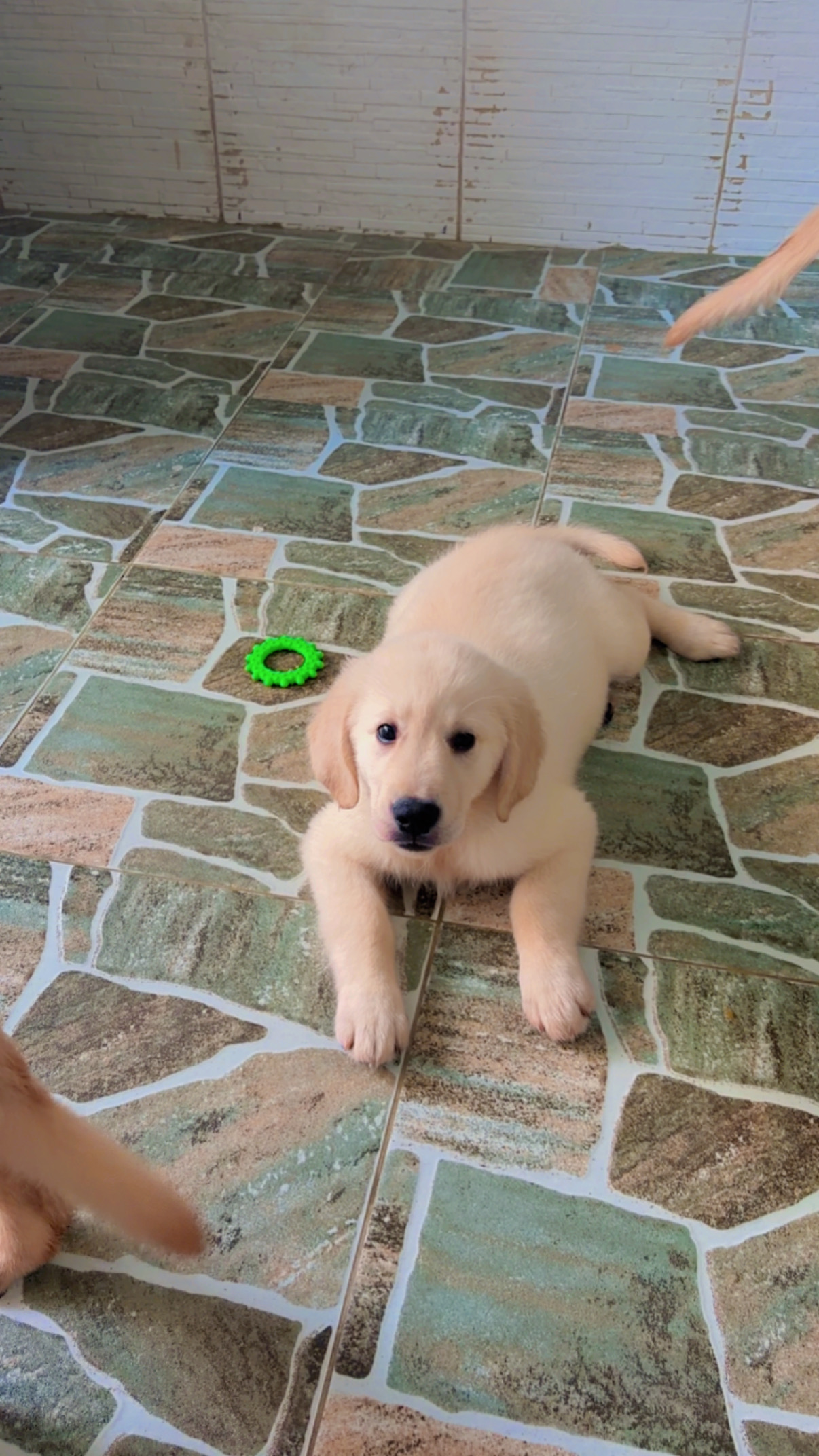 Filhotes Golden Retriever