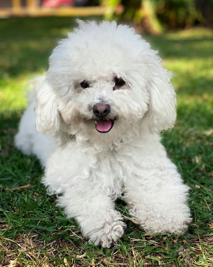 Portal Vendocão Poodle raça pura  Alto da Lapa 
