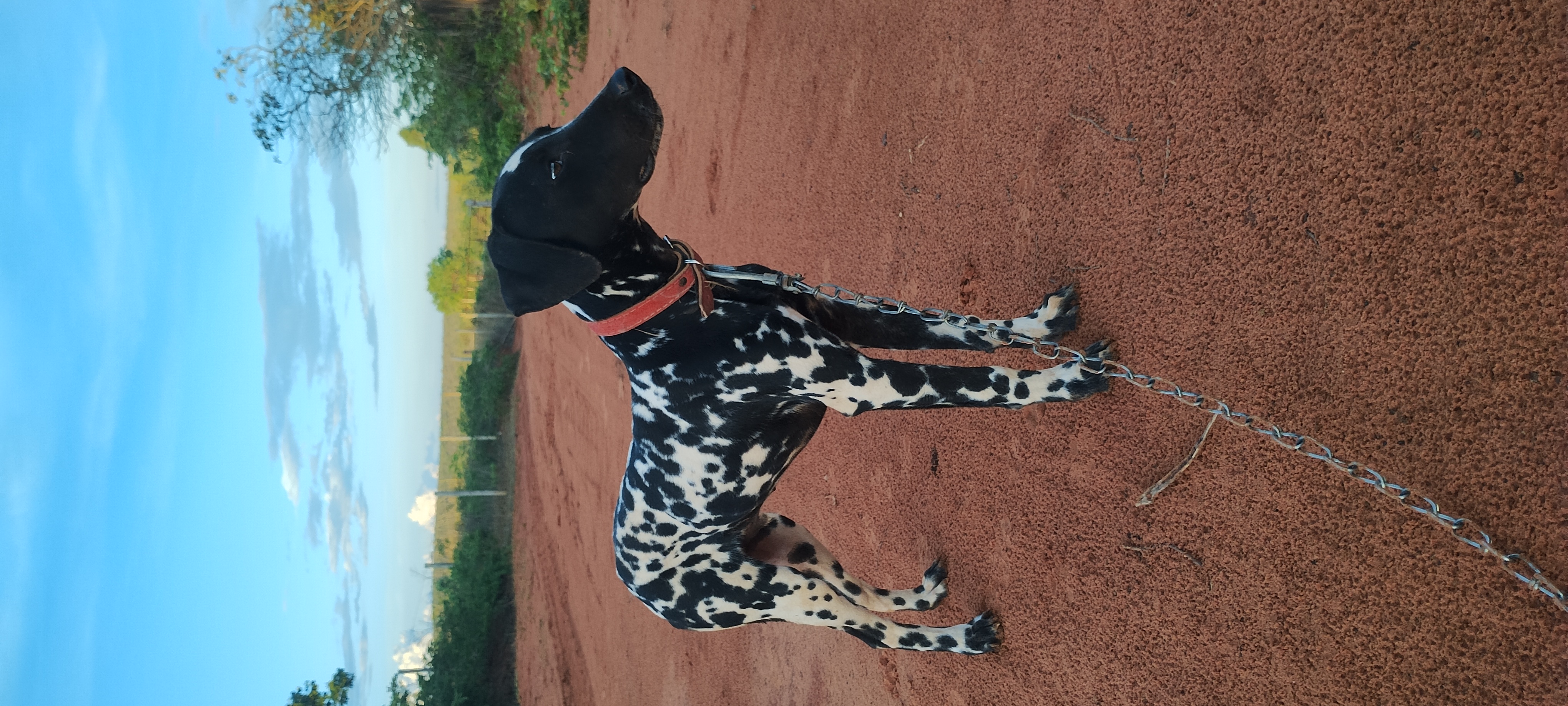 Portal Vendocão Casal de dalmata  Montes Claros