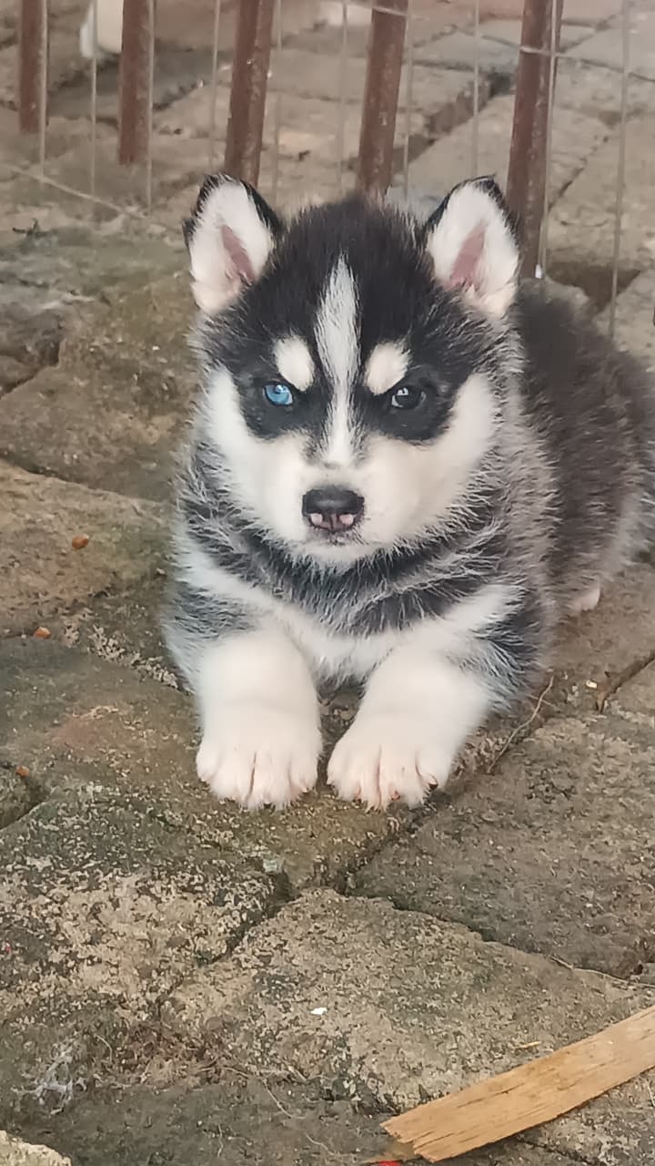 Portal Vendocão Filhotes de Husky Siberiano Cascavel