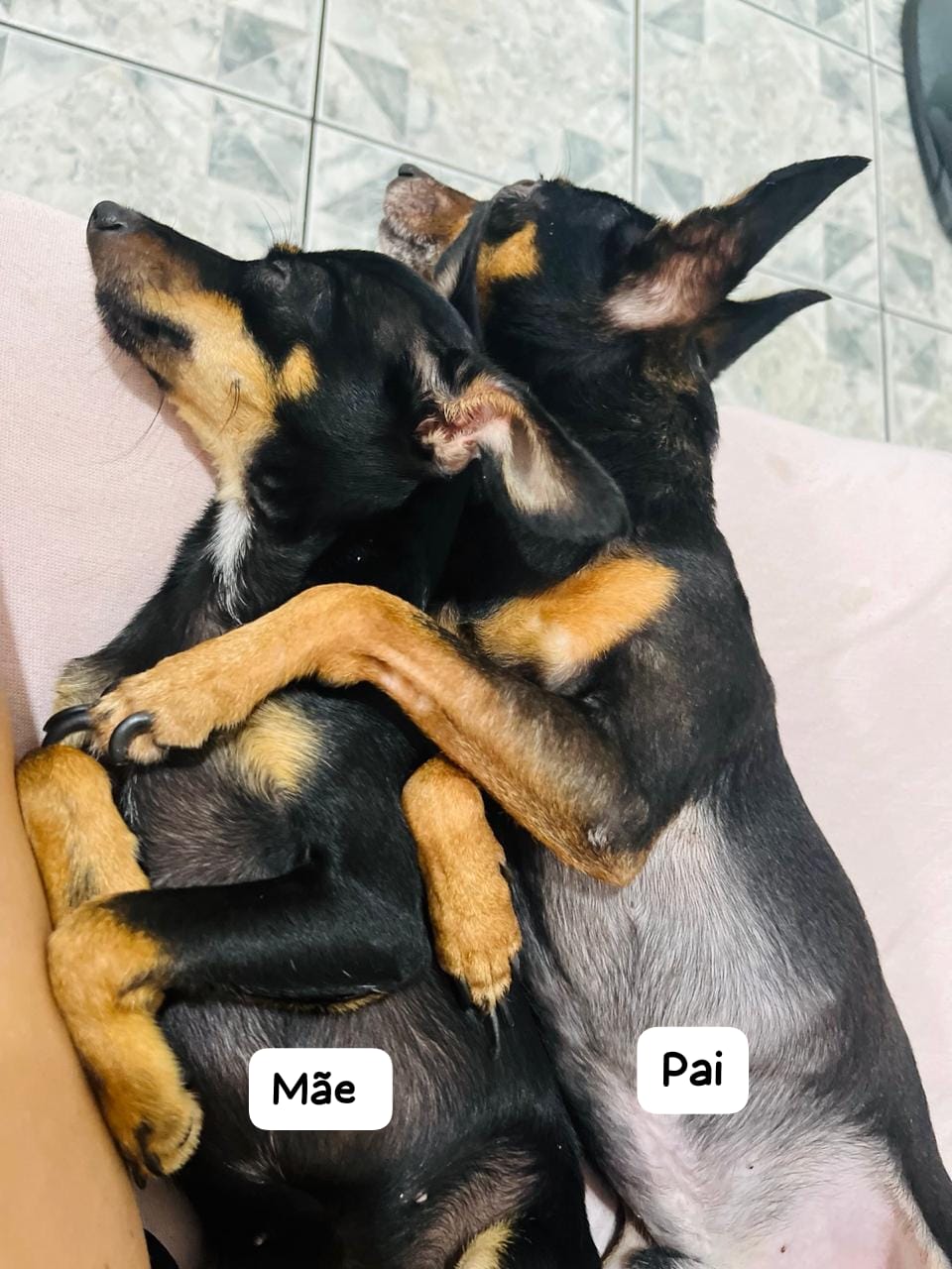 FILHOTES PINSCHER ZERO - Foto 4