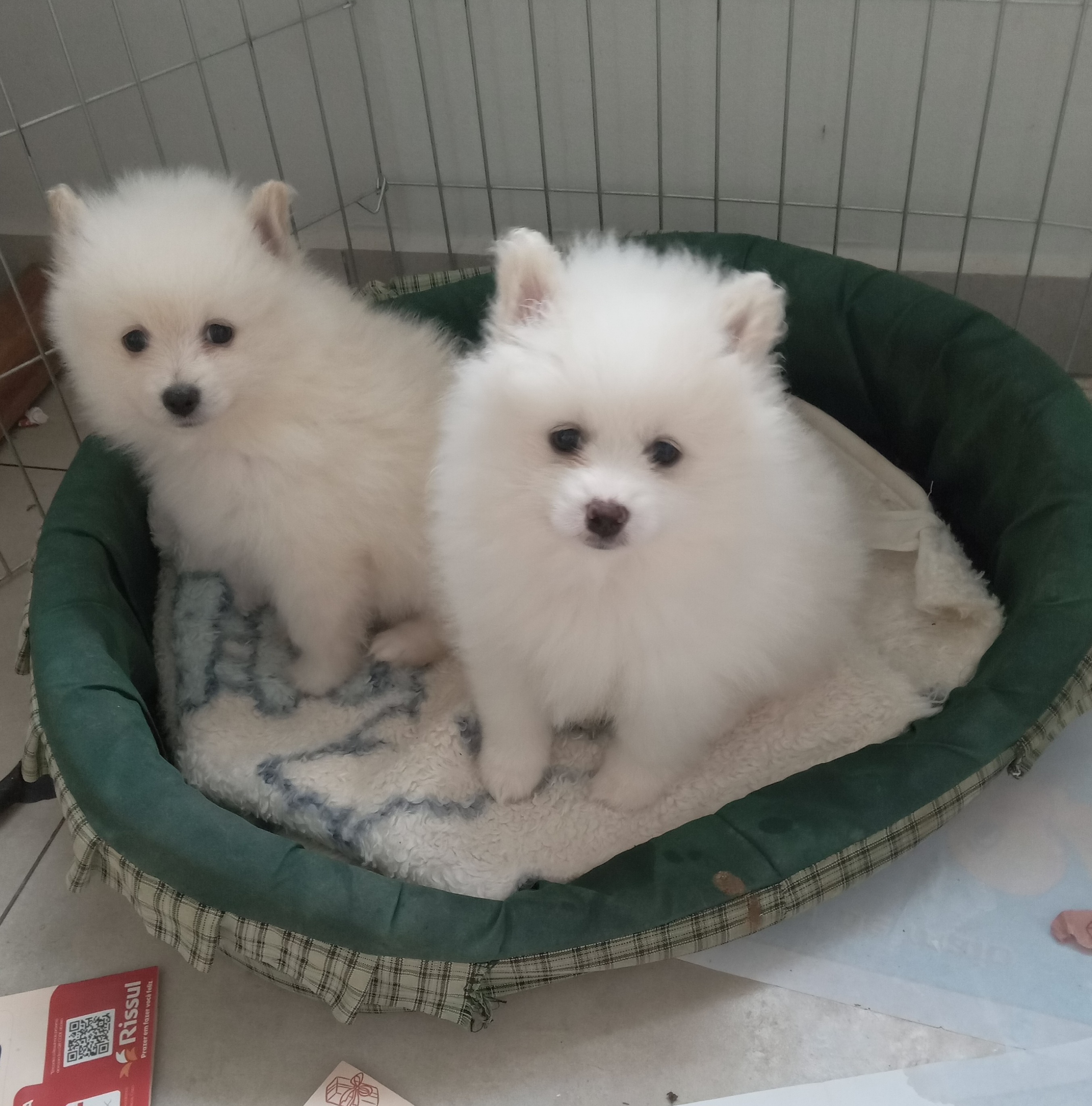 Portal Vendocão Filhotes de Lulu da Pomerania  Portão